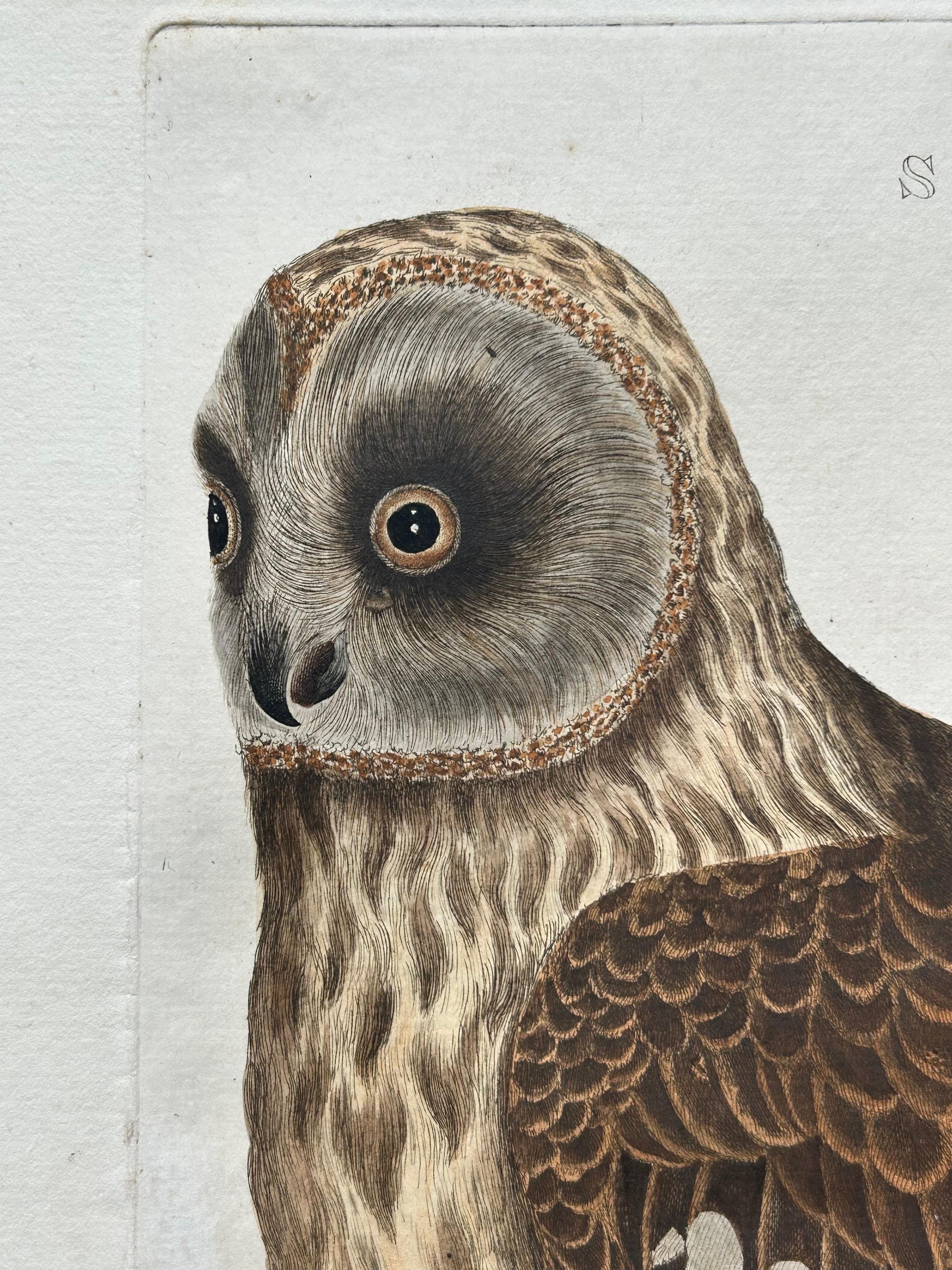 18th Century Strix Ulula – Hand-Coloured Engraving of Short-Eared Owl with Eggs, 1770–1829 For Sale
