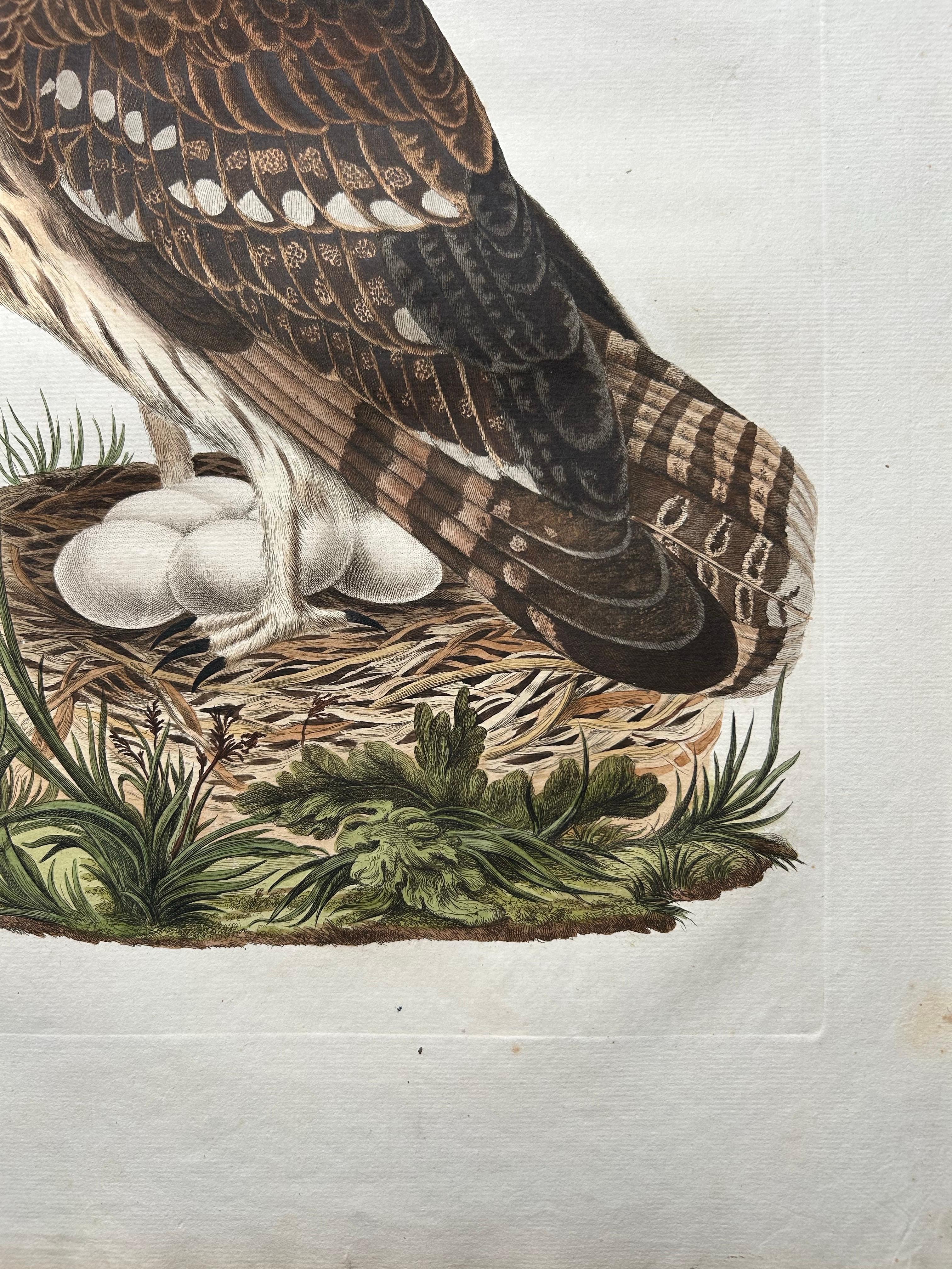 Paper Strix Ulula – Hand-Coloured Engraving of Short-Eared Owl with Eggs, 1770–1829 For Sale