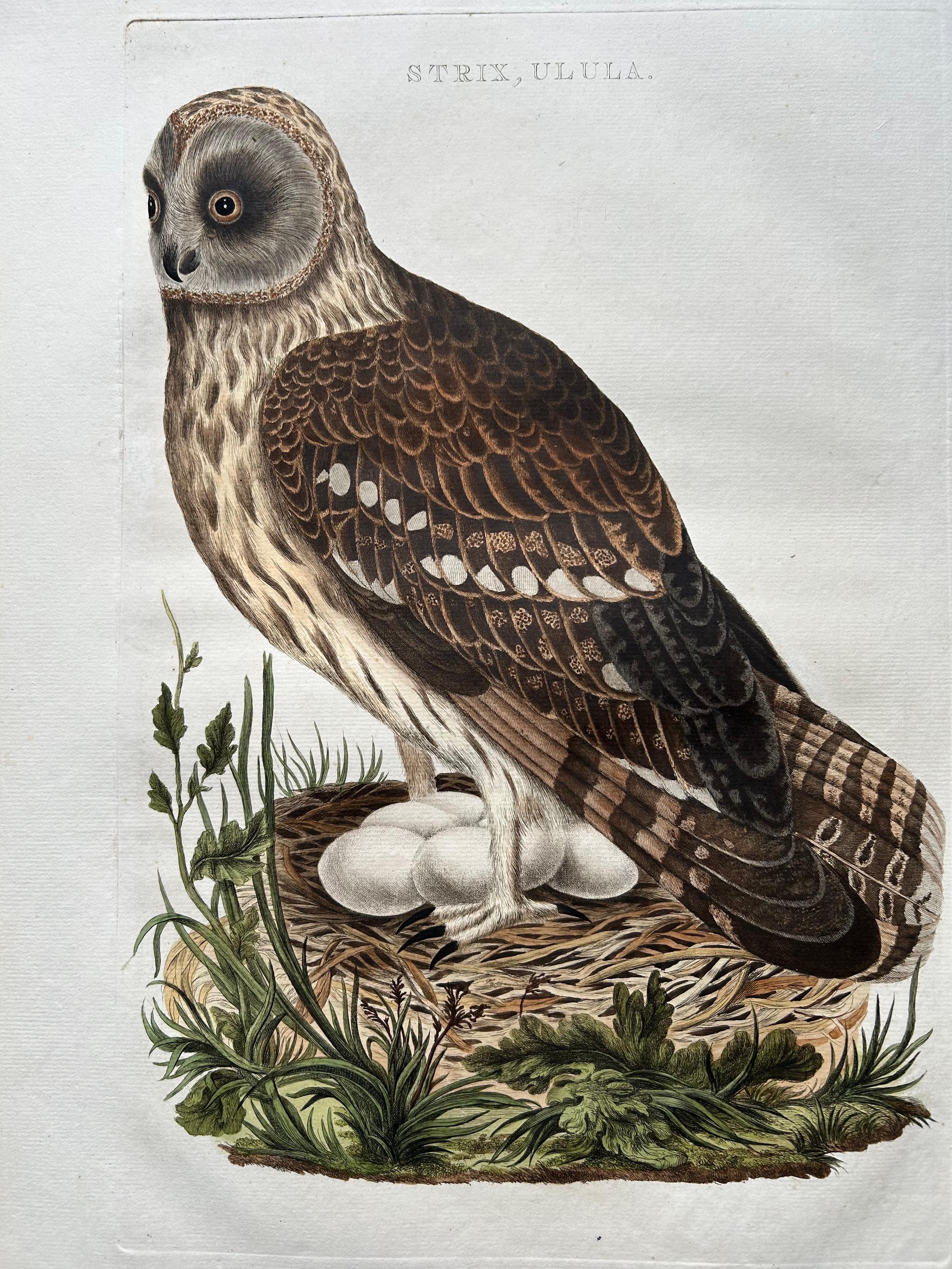 Strix Ulula – Hand-Coloured Engraving of Short-Eared Owl with Eggs, 1770–1829 For Sale 2