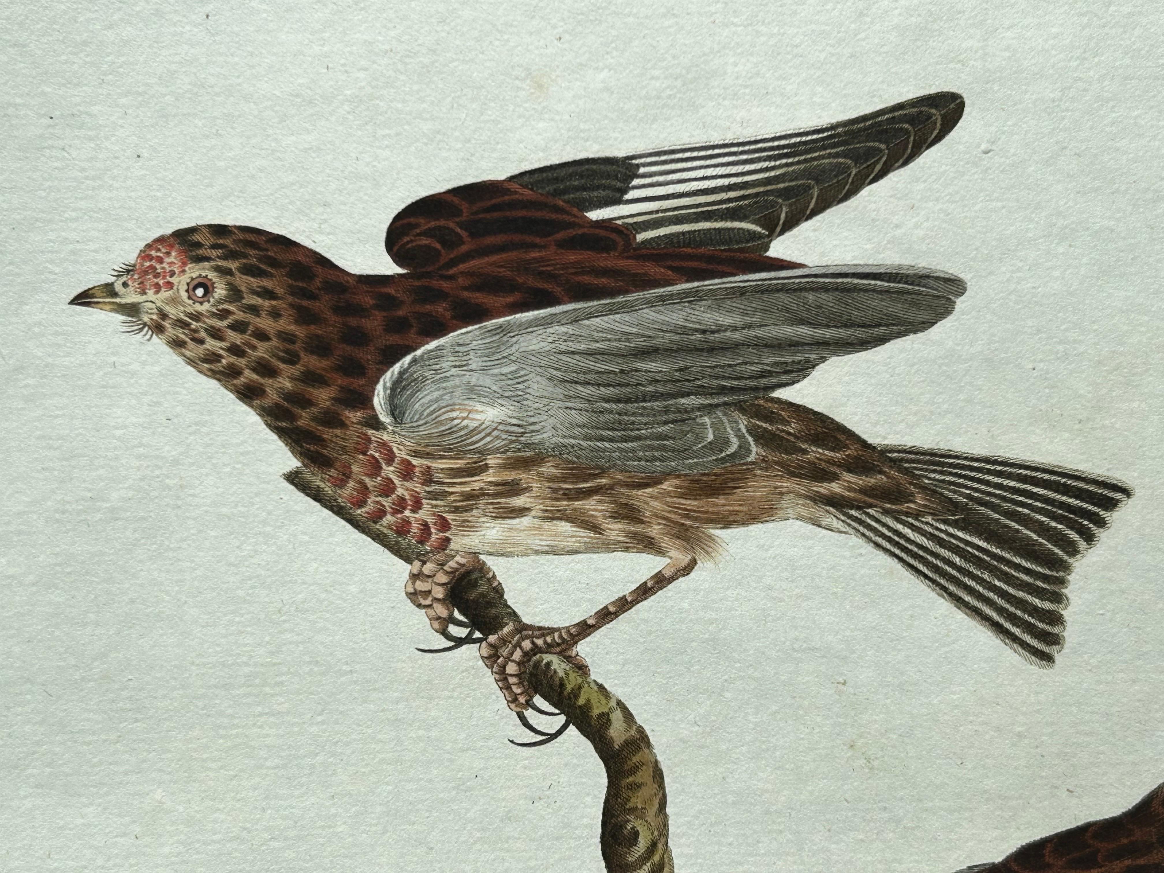 Impression ancienne d'oiseau du Linnet commun par Sepp & Nozeman, 1809 Bon état - En vente à Langweer, NL
