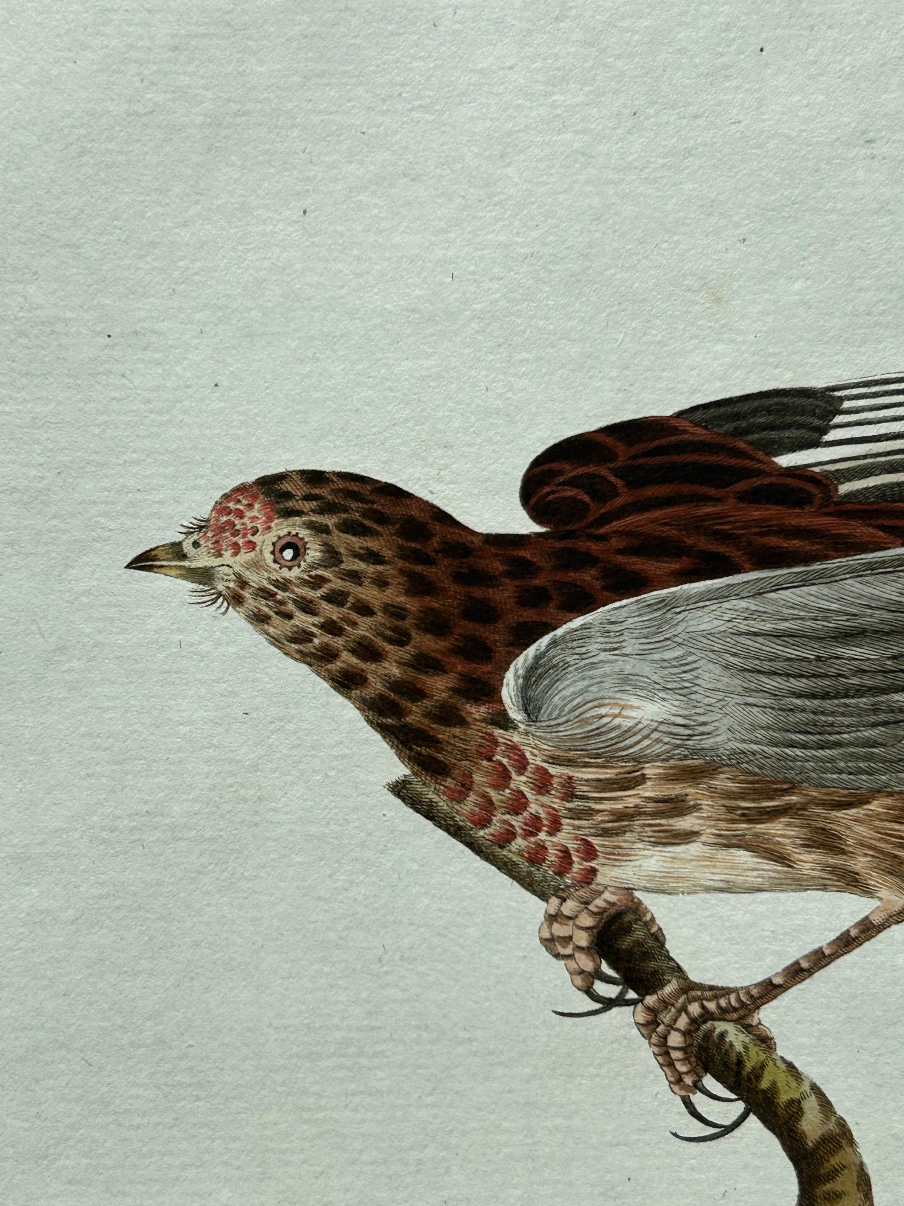 XIXe siècle Impression ancienne d'oiseau du Linnet commun par Sepp & Nozeman, 1809 en vente