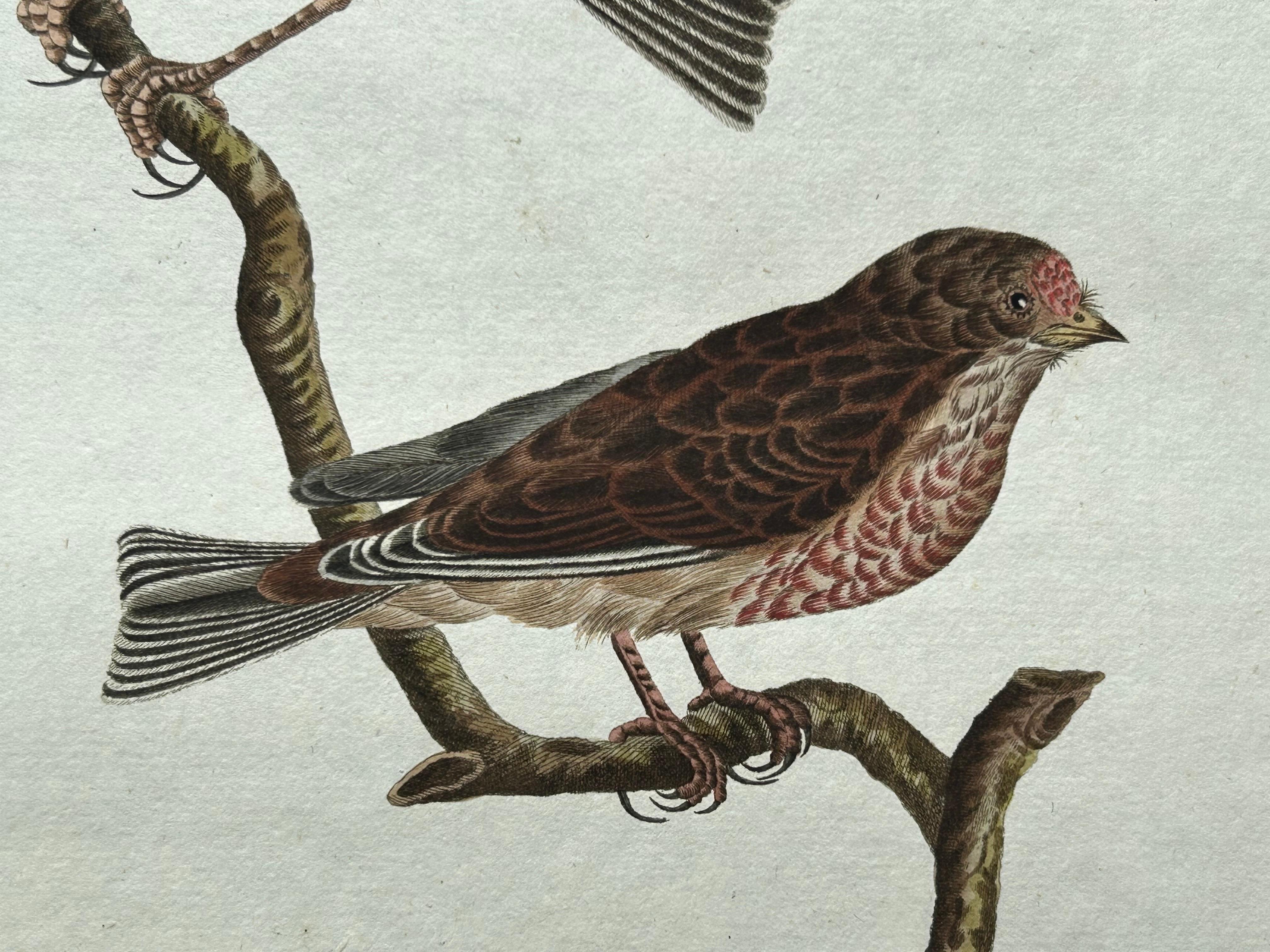 Papier Impression ancienne d'oiseau du Linnet commun par Sepp & Nozeman, 1809 en vente