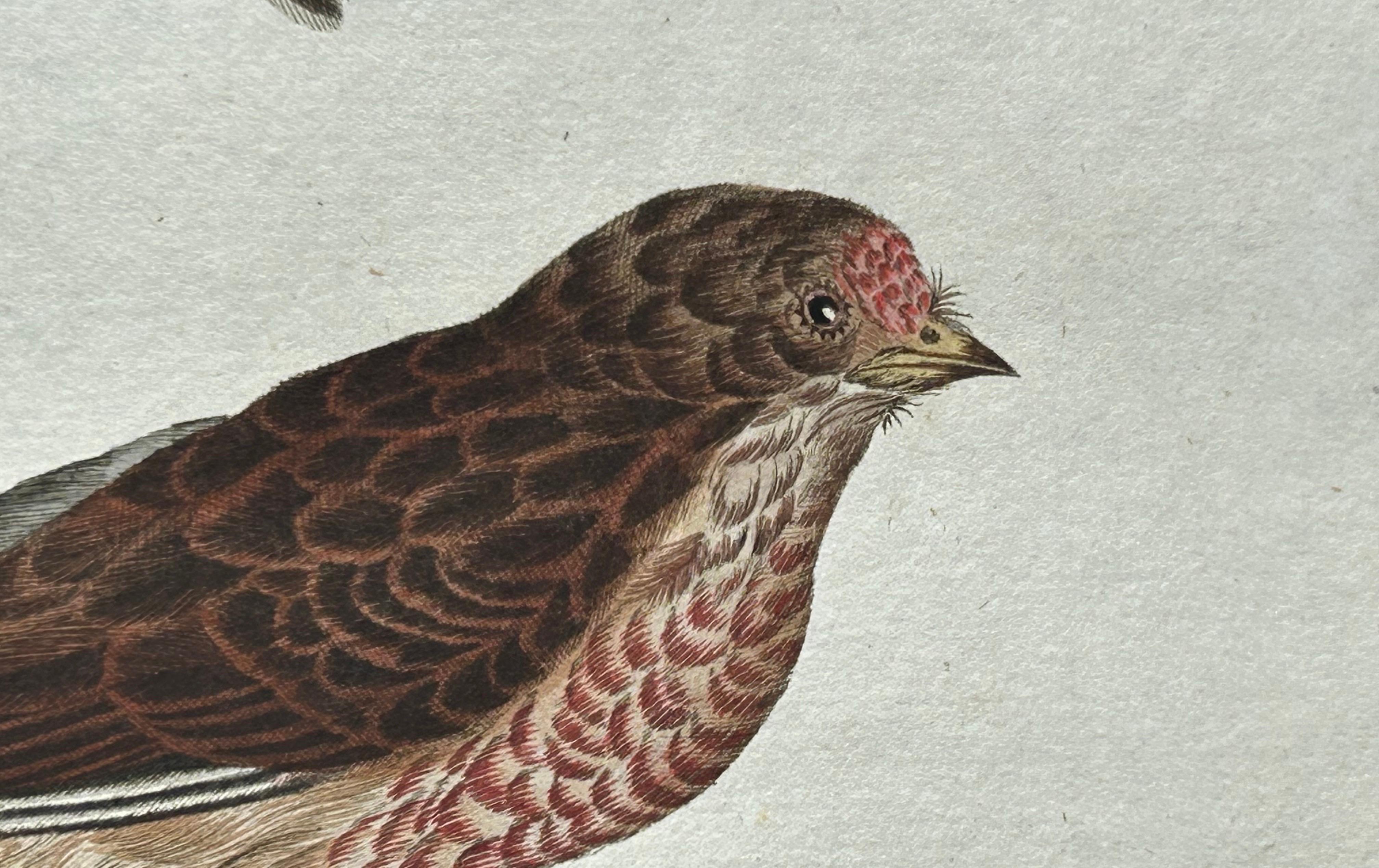 Impression ancienne d'oiseau du Linnet commun par Sepp & Nozeman, 1809 en vente 1