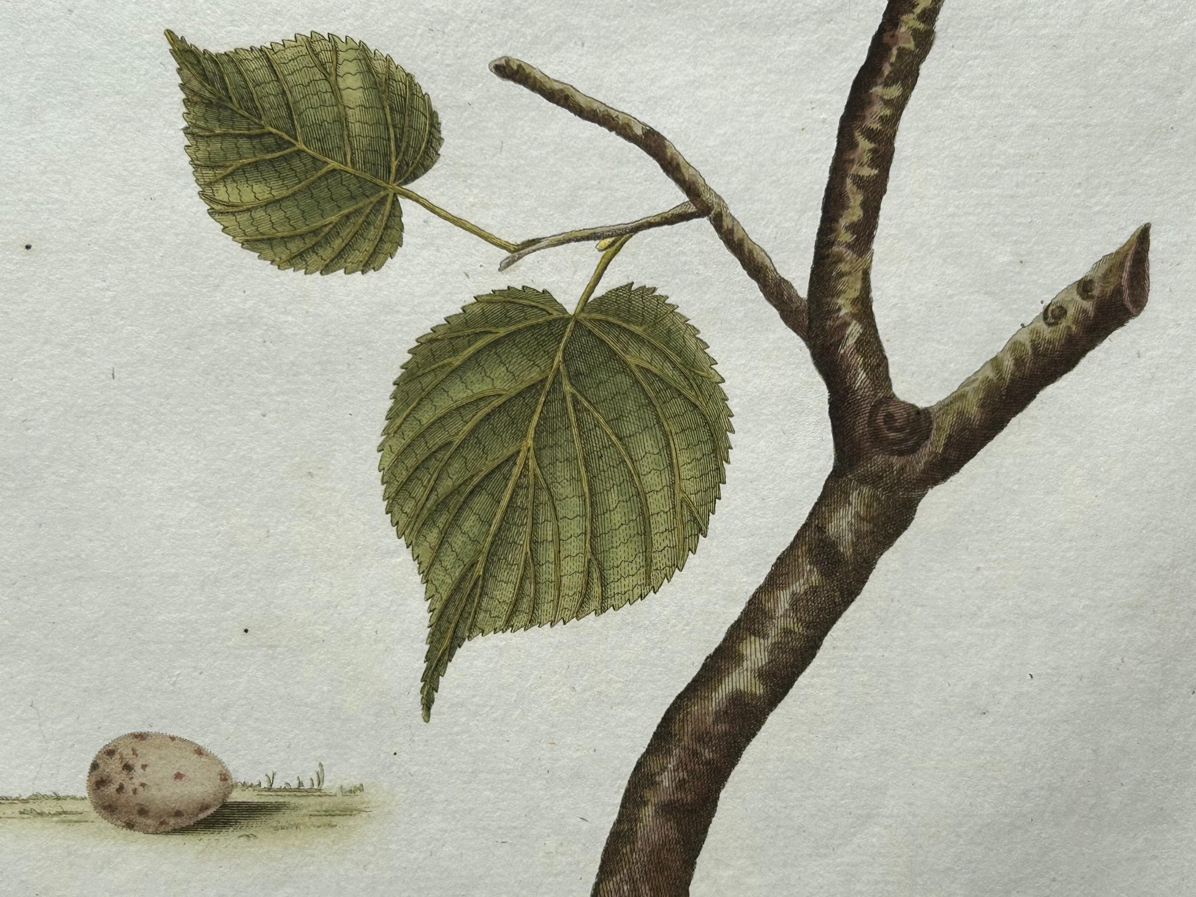 Impression ancienne d'oiseau du Linnet commun par Sepp & Nozeman, 1809 en vente 2