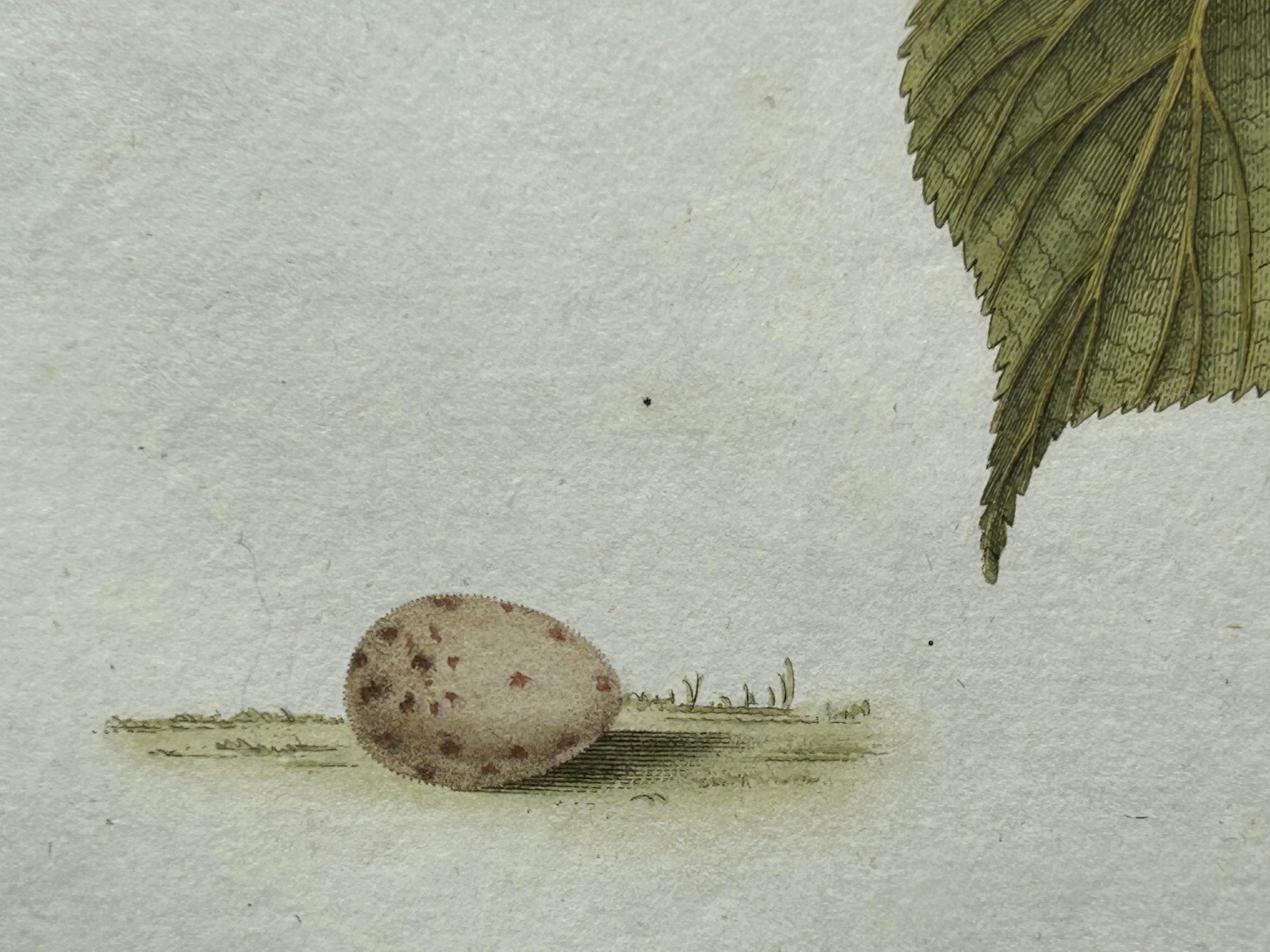 Impression ancienne d'oiseau du Linnet commun par Sepp & Nozeman, 1809 en vente 3