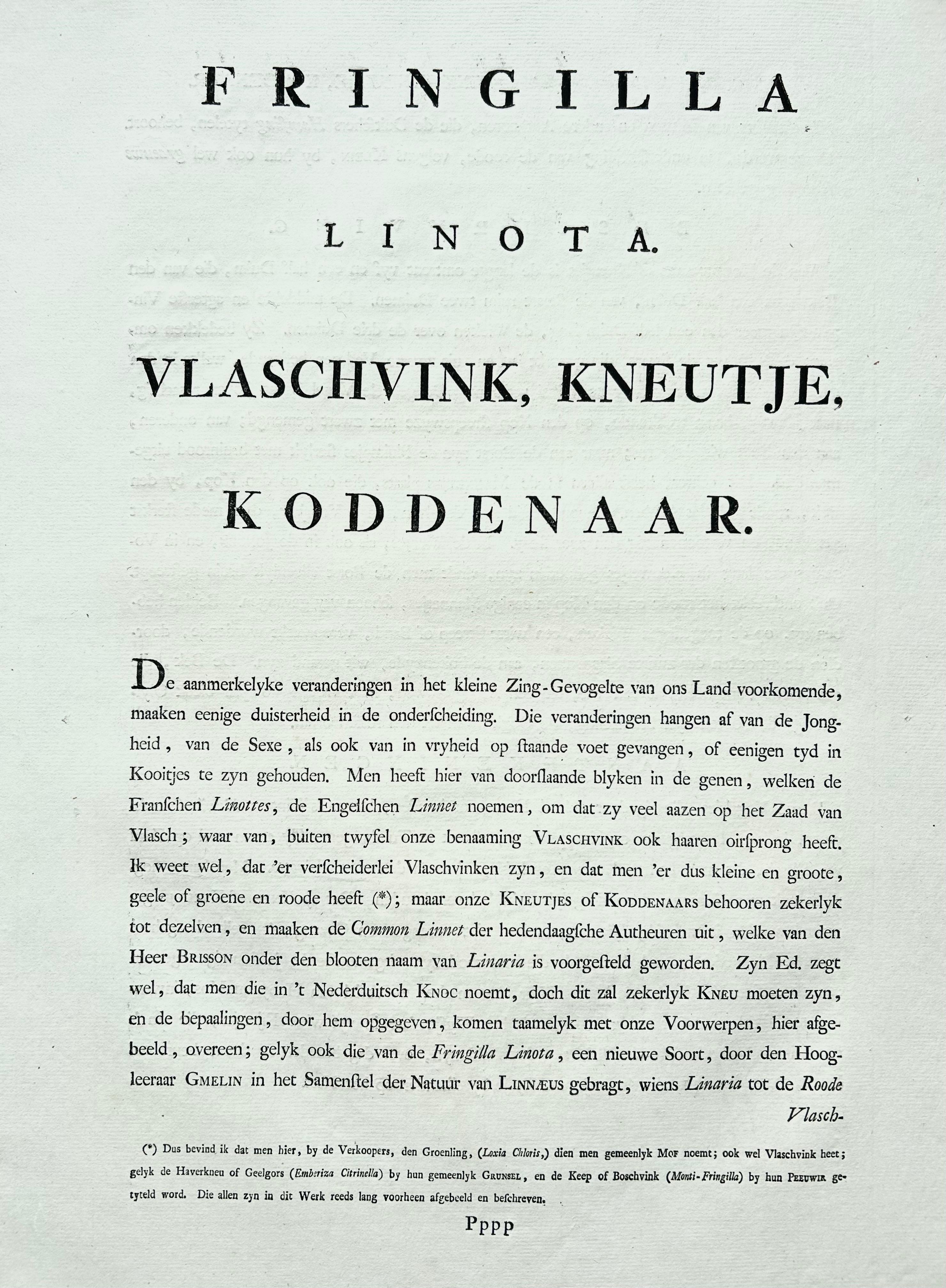 Impression ancienne d'oiseau du Linnet commun par Sepp & Nozeman, 1809 en vente 4