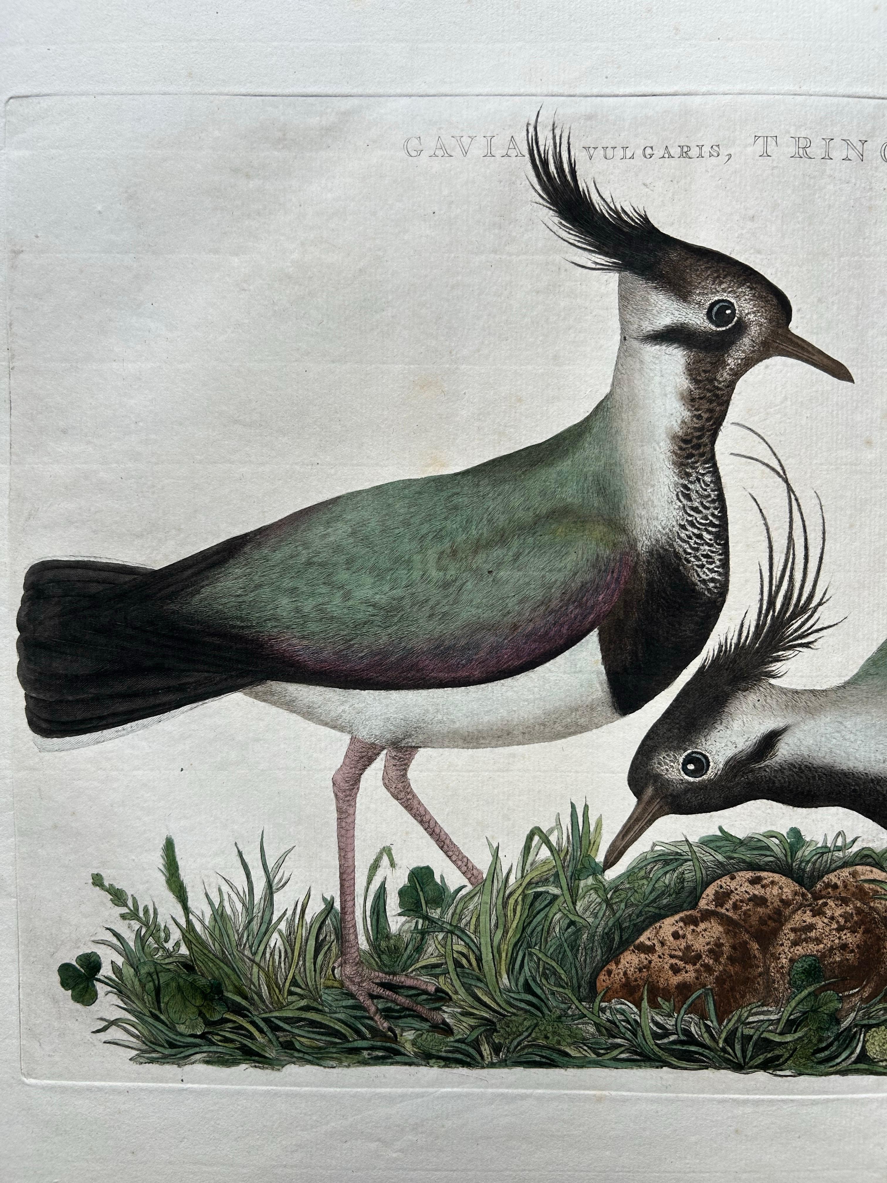 Northern Lapwing – Gavia vulgaris, Tringa vanellus – Nozeman & Sepp, 1770–1829 In Good Condition For Sale In Langweer, NL