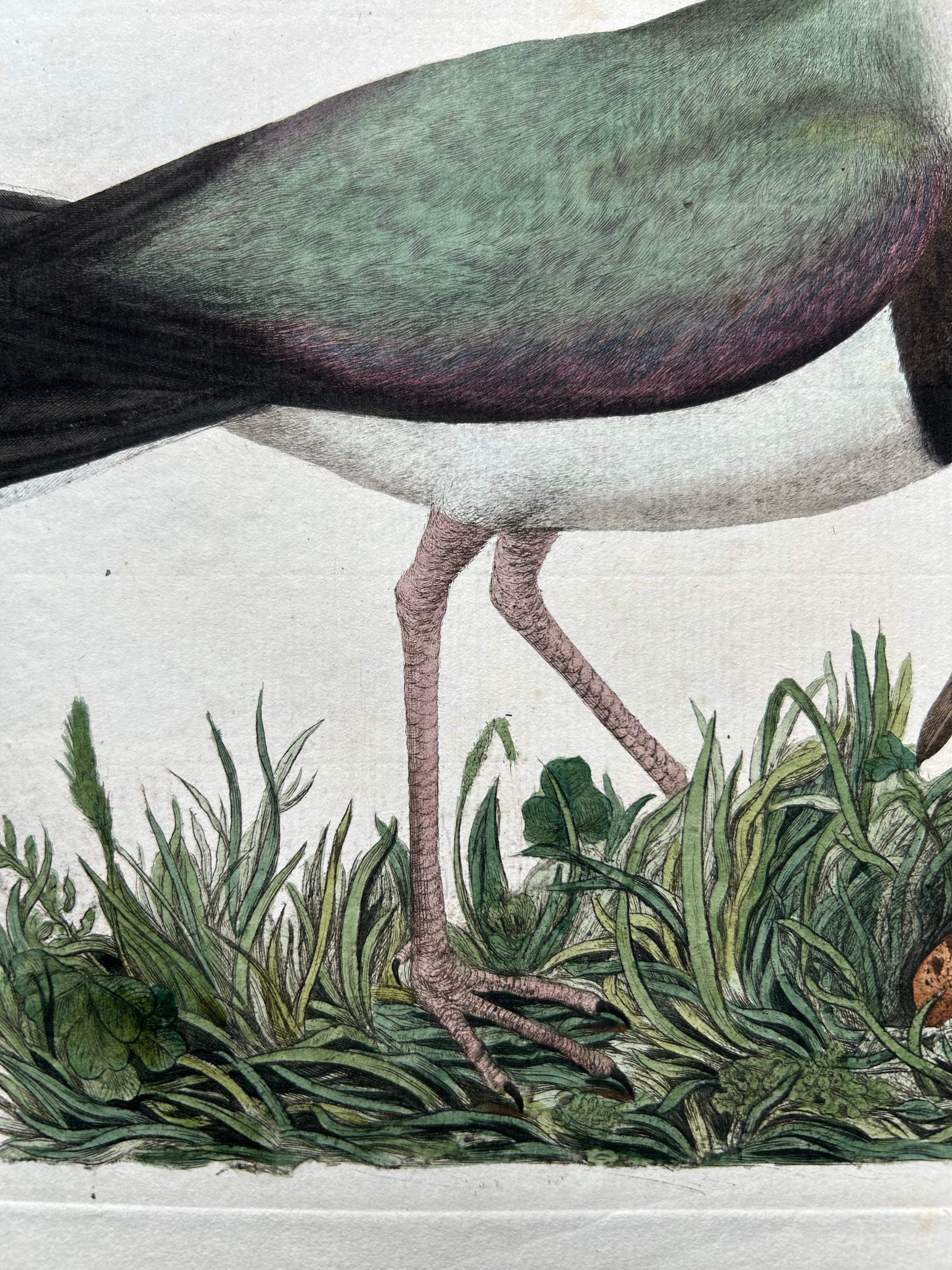 Paper Northern Lapwing – Gavia vulgaris, Tringa vanellus – Nozeman & Sepp, 1770–1829 For Sale