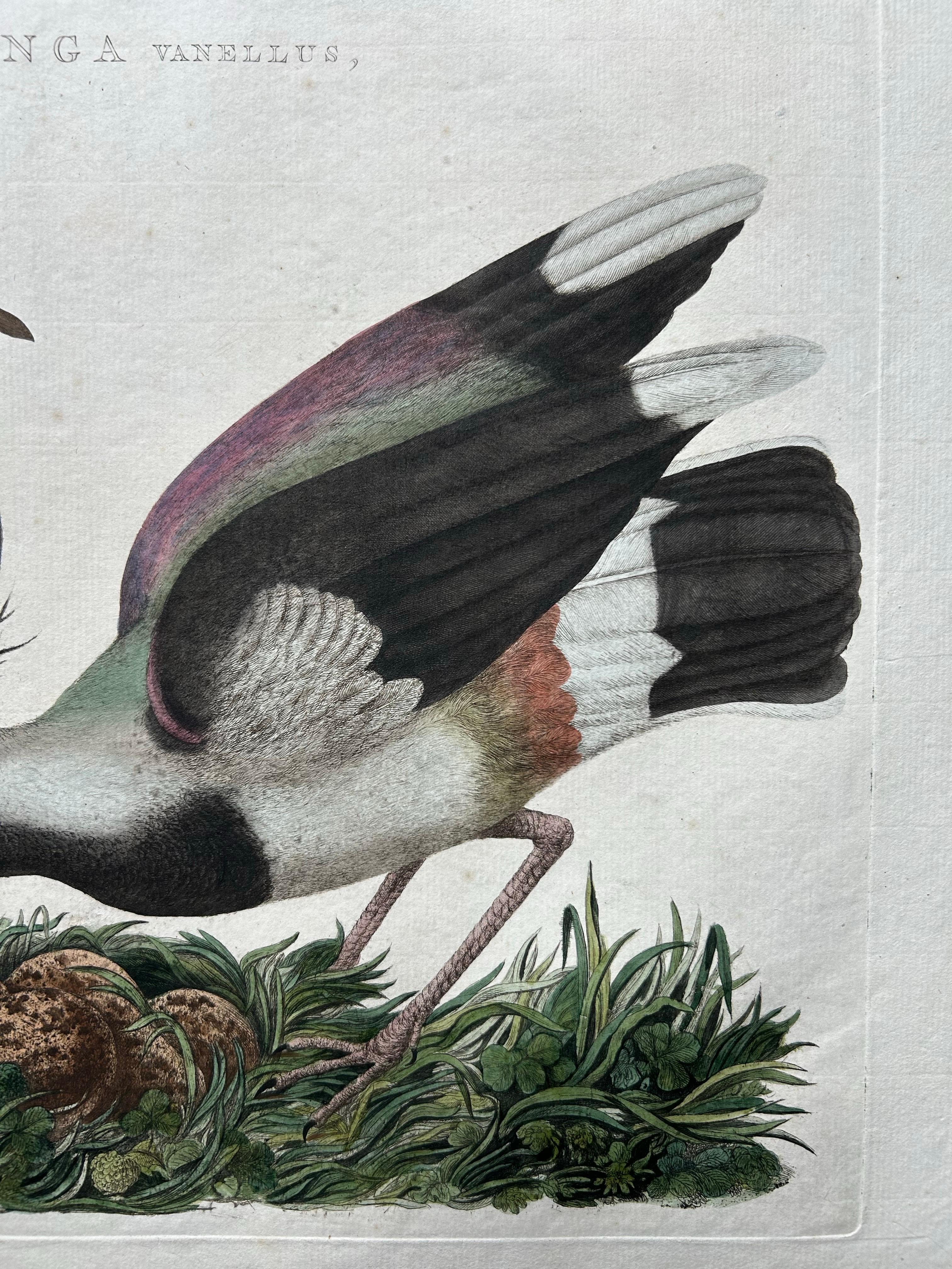 Northern Lapwing – Gavia vulgaris, Tringa vanellus – Nozeman & Sepp, 1770–1829 For Sale 1