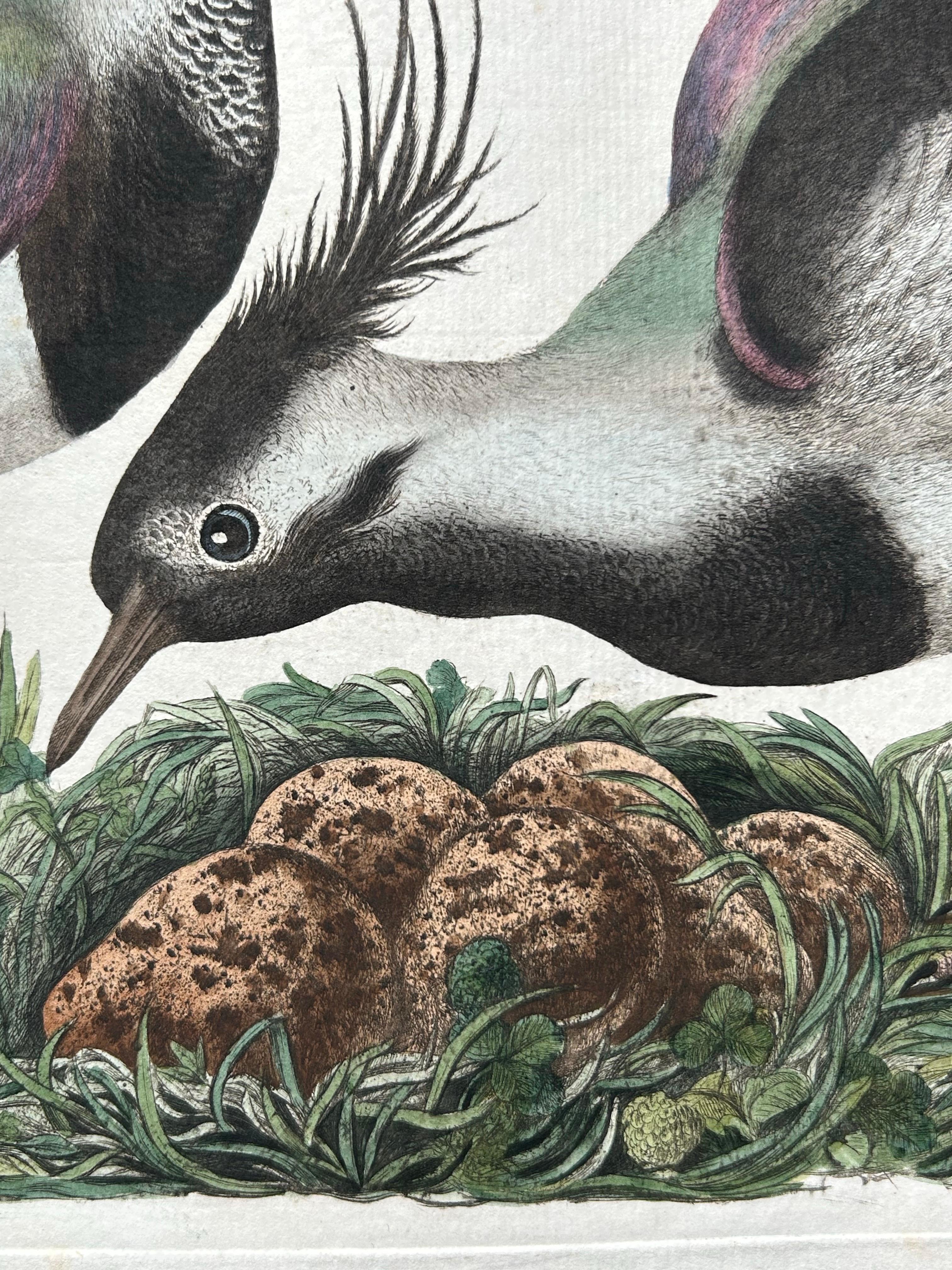 Northern Lapwing – Gavia vulgaris, Tringa vanellus – Nozeman & Sepp, 1770–1829 For Sale 2