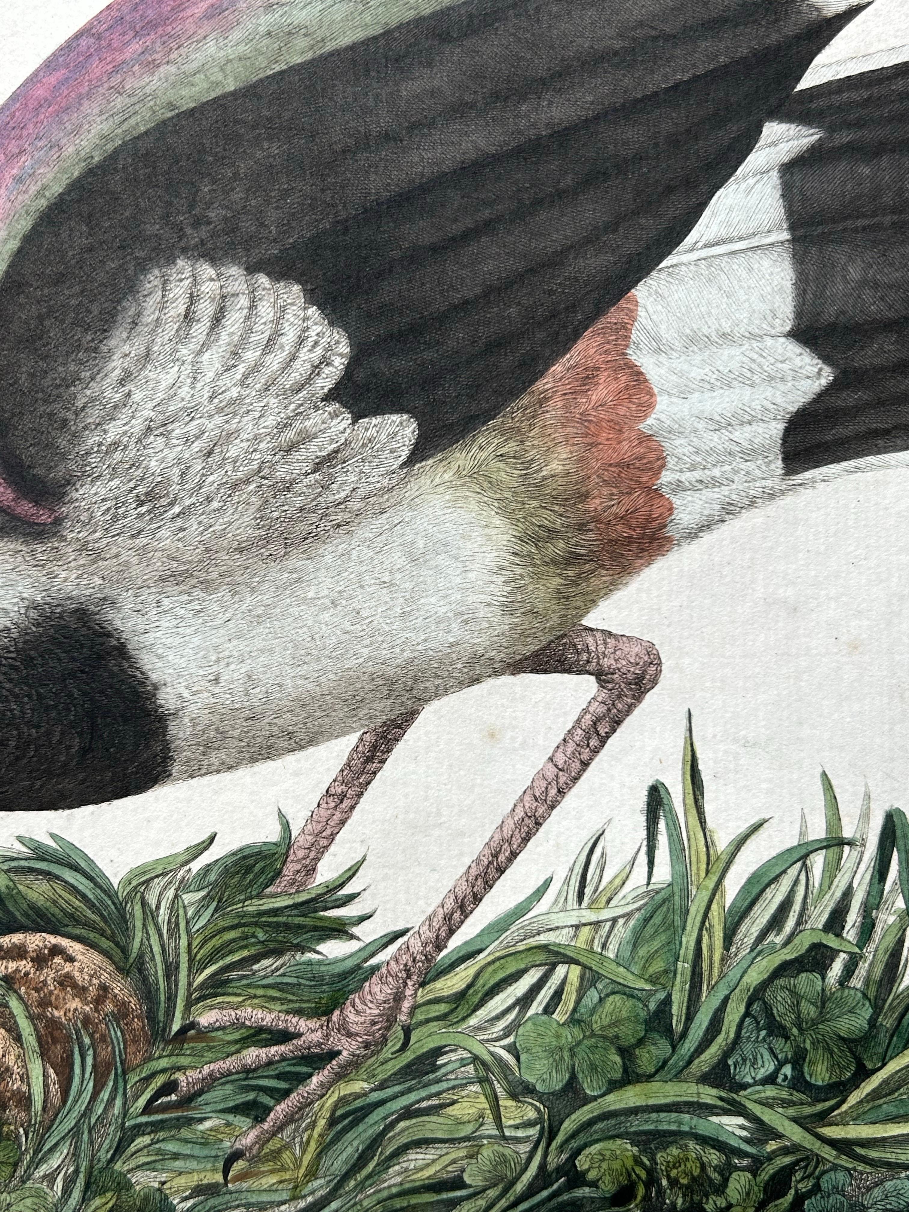 Northern Lapwing – Gavia vulgaris, Tringa vanellus – Nozeman & Sepp, 1770–1829 For Sale 3