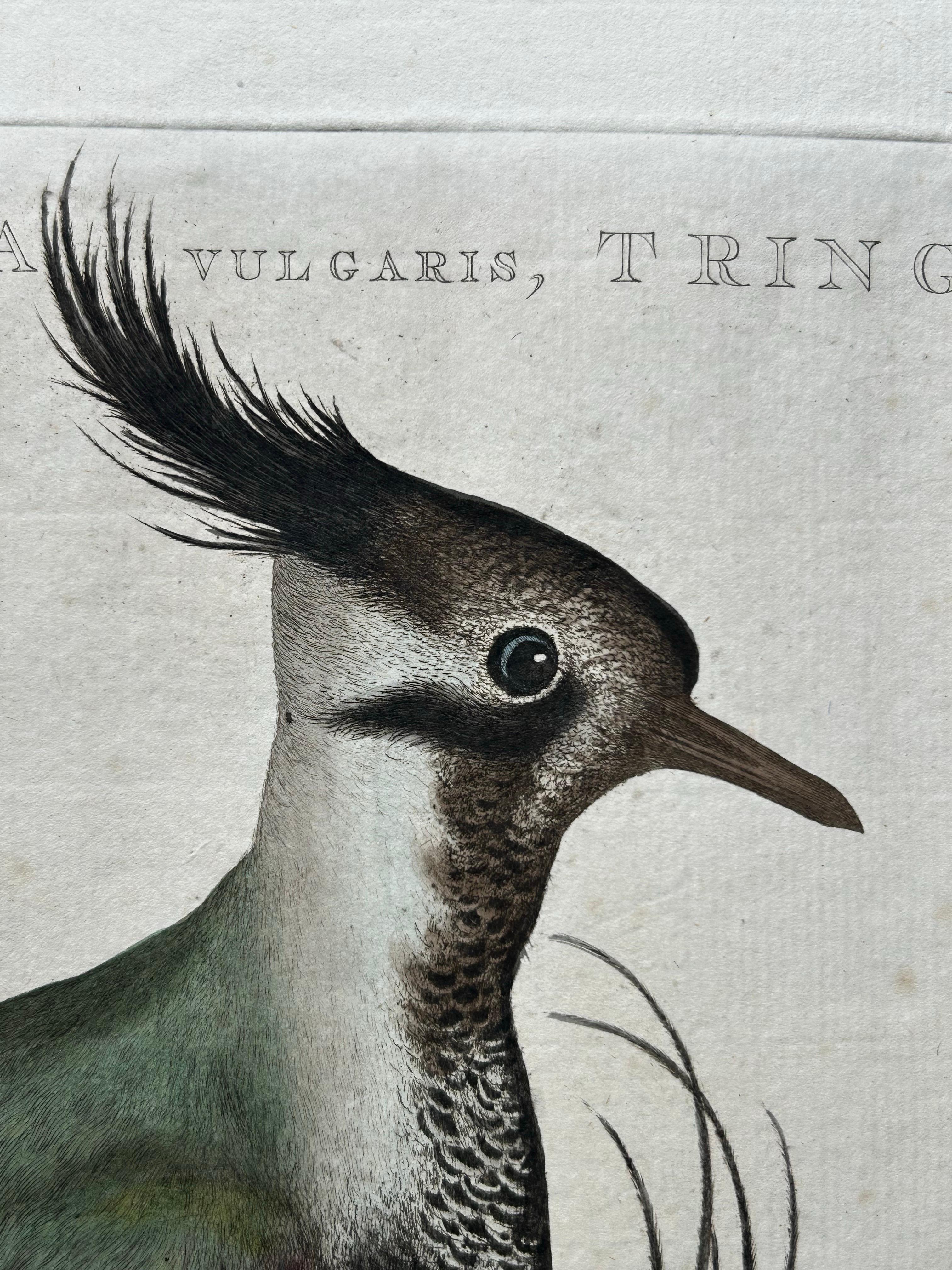 Northern Lapwing – Gavia vulgaris, Tringa vanellus – Nozeman & Sepp, 1770–1829 For Sale 4