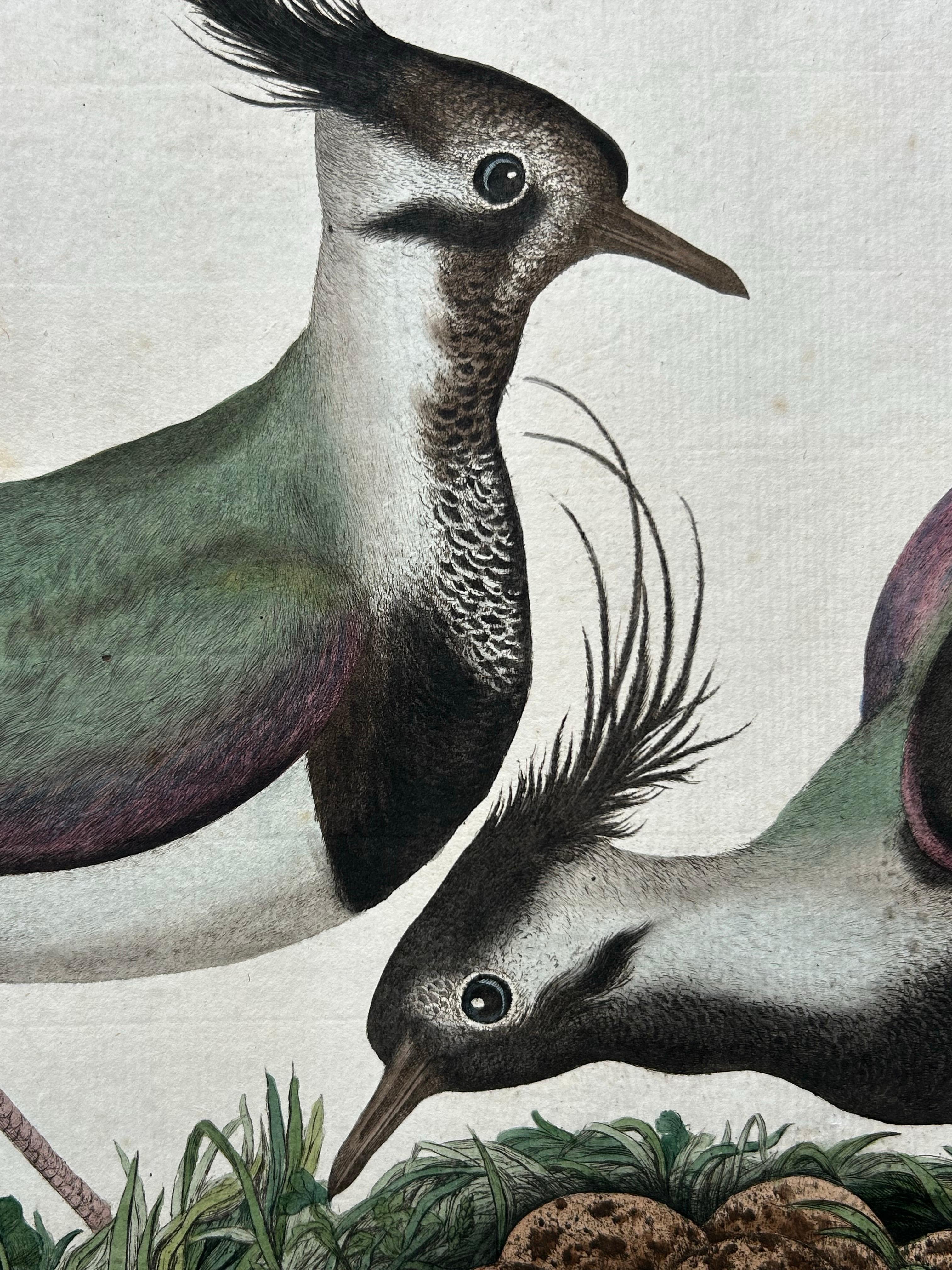 18th Century Northern Lapwing – Gavia vulgaris, Tringa vanellus – Nozeman & Sepp, 1770–1829 For Sale