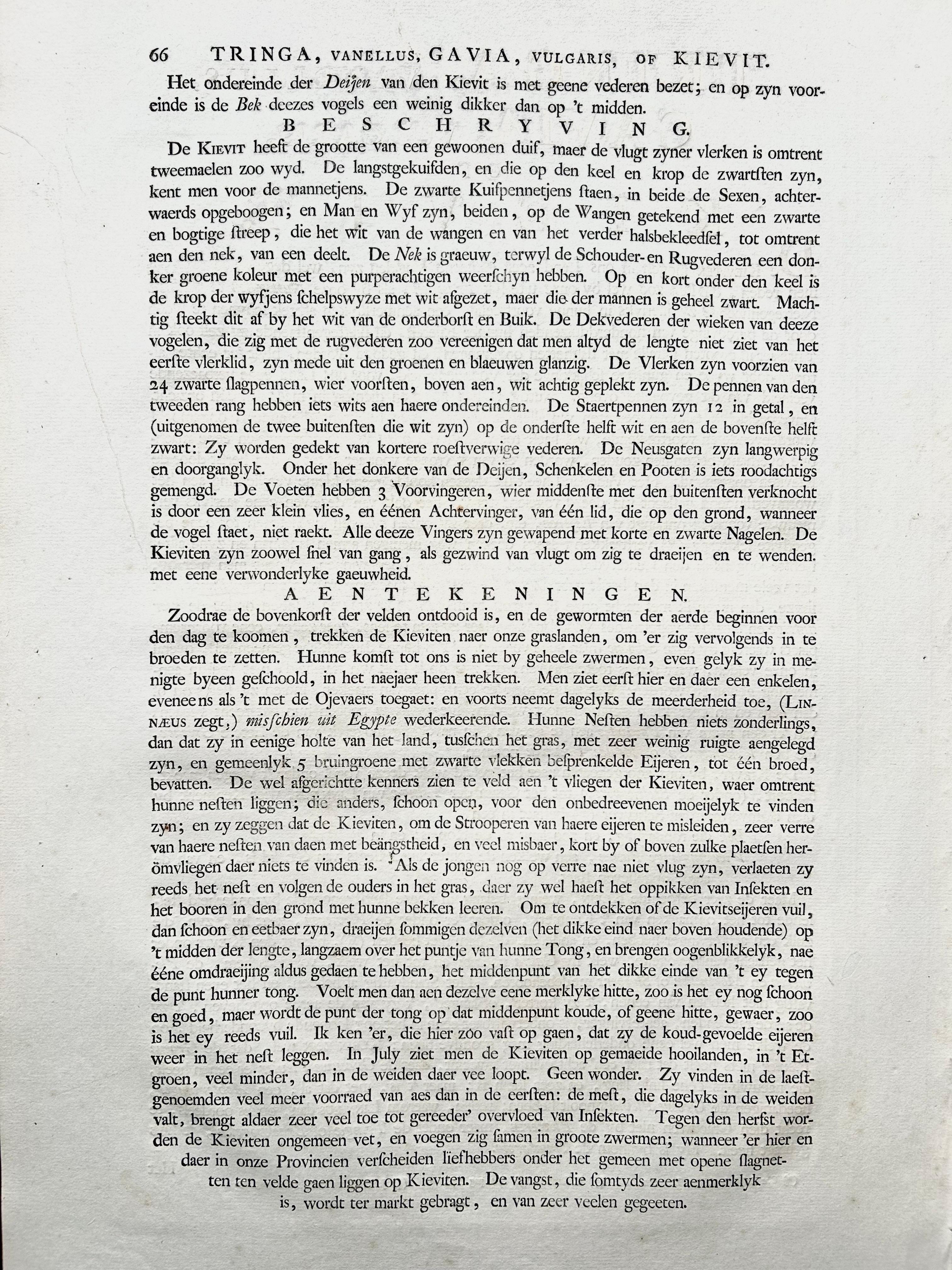 Northern Lapwing – Gavia vulgaris, Tringa vanellus – Nozeman & Sepp, 1770–1829 For Sale 6