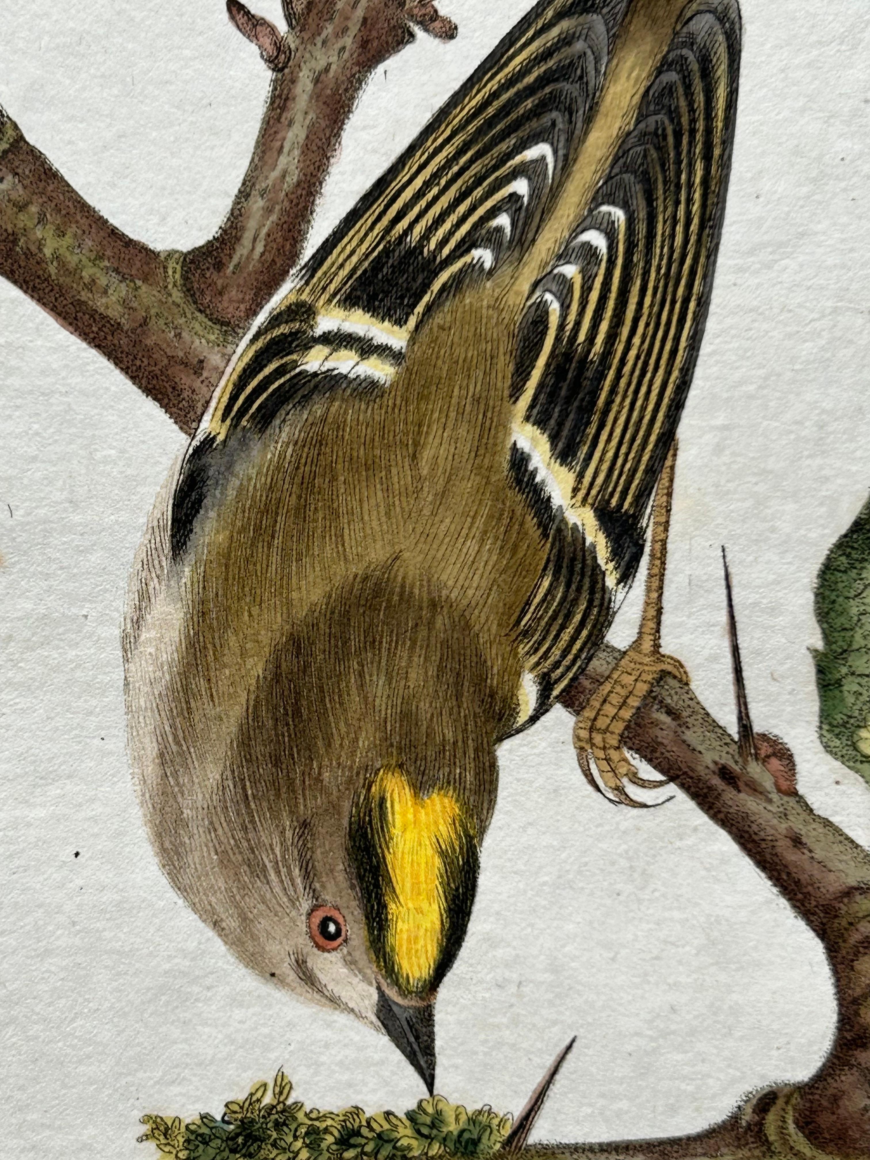 Engraved Antique Bird Print of the Goldcrest by Sepp & Nozeman, 1797 For Sale