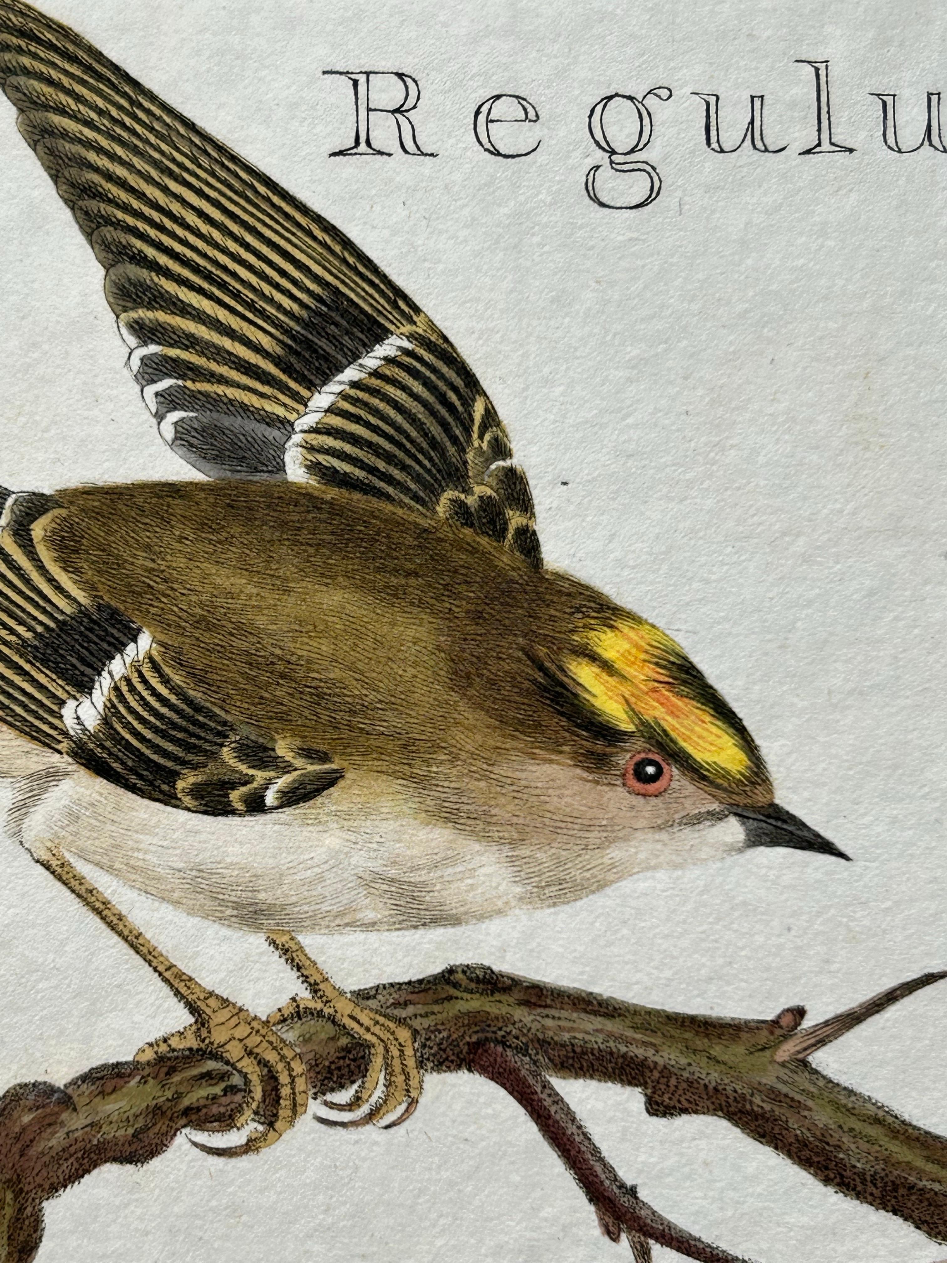 18th Century Antique Bird Print of the Goldcrest by Sepp & Nozeman, 1797 For Sale