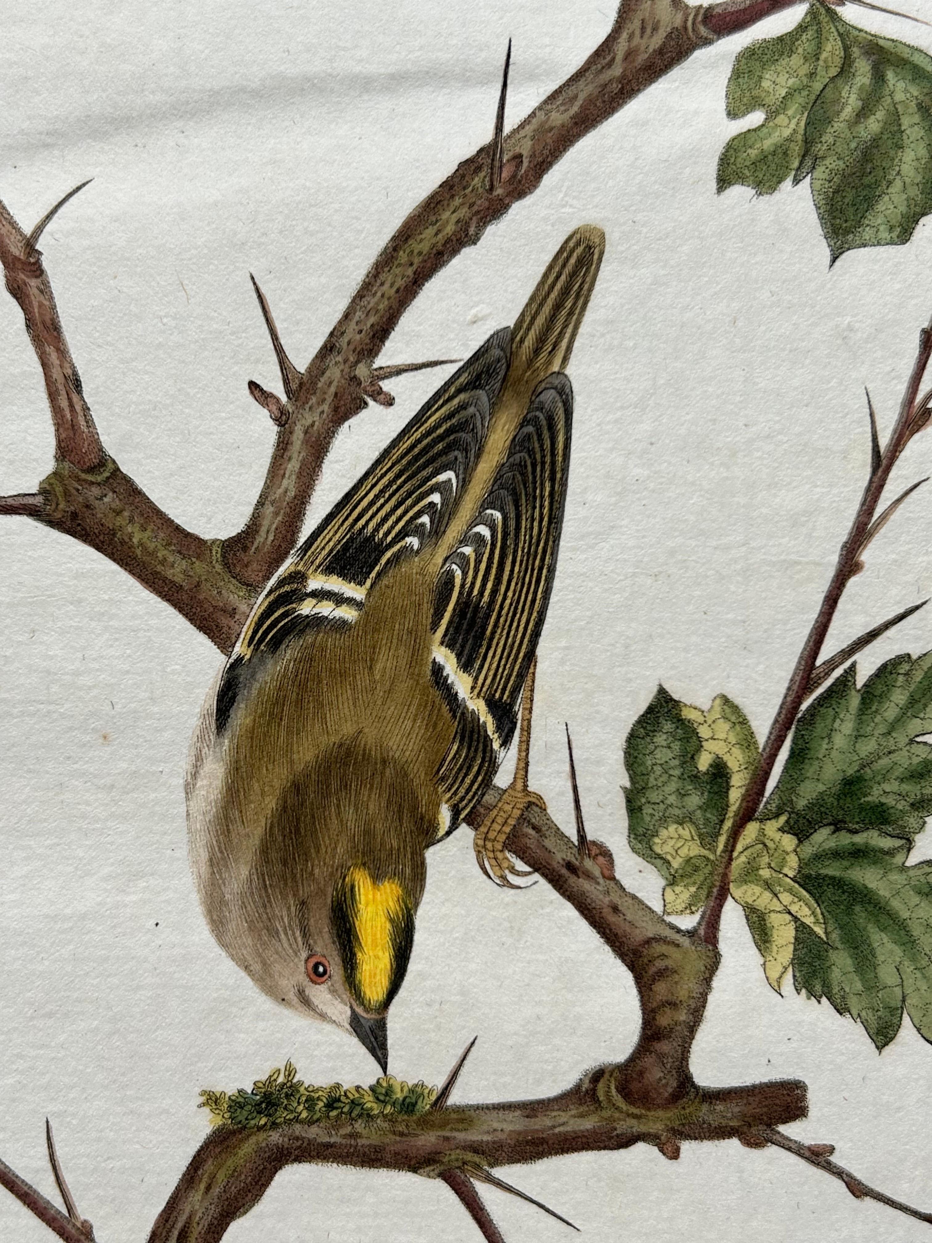 Paper Antique Bird Print of the Goldcrest by Sepp & Nozeman, 1797 For Sale