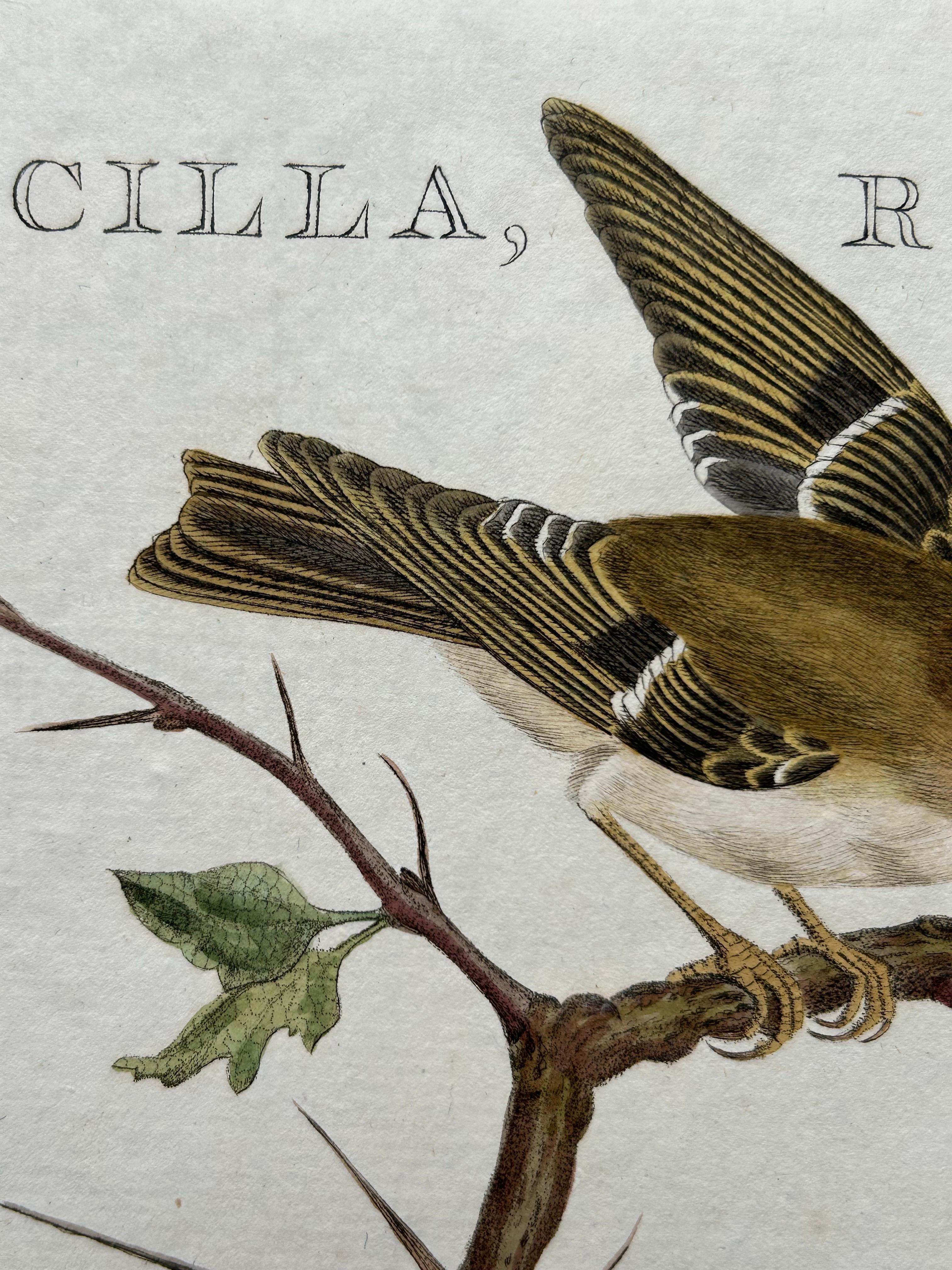 Antique Bird Print of the Goldcrest by Sepp & Nozeman, 1797 In Good Condition For Sale In Langweer, NL
