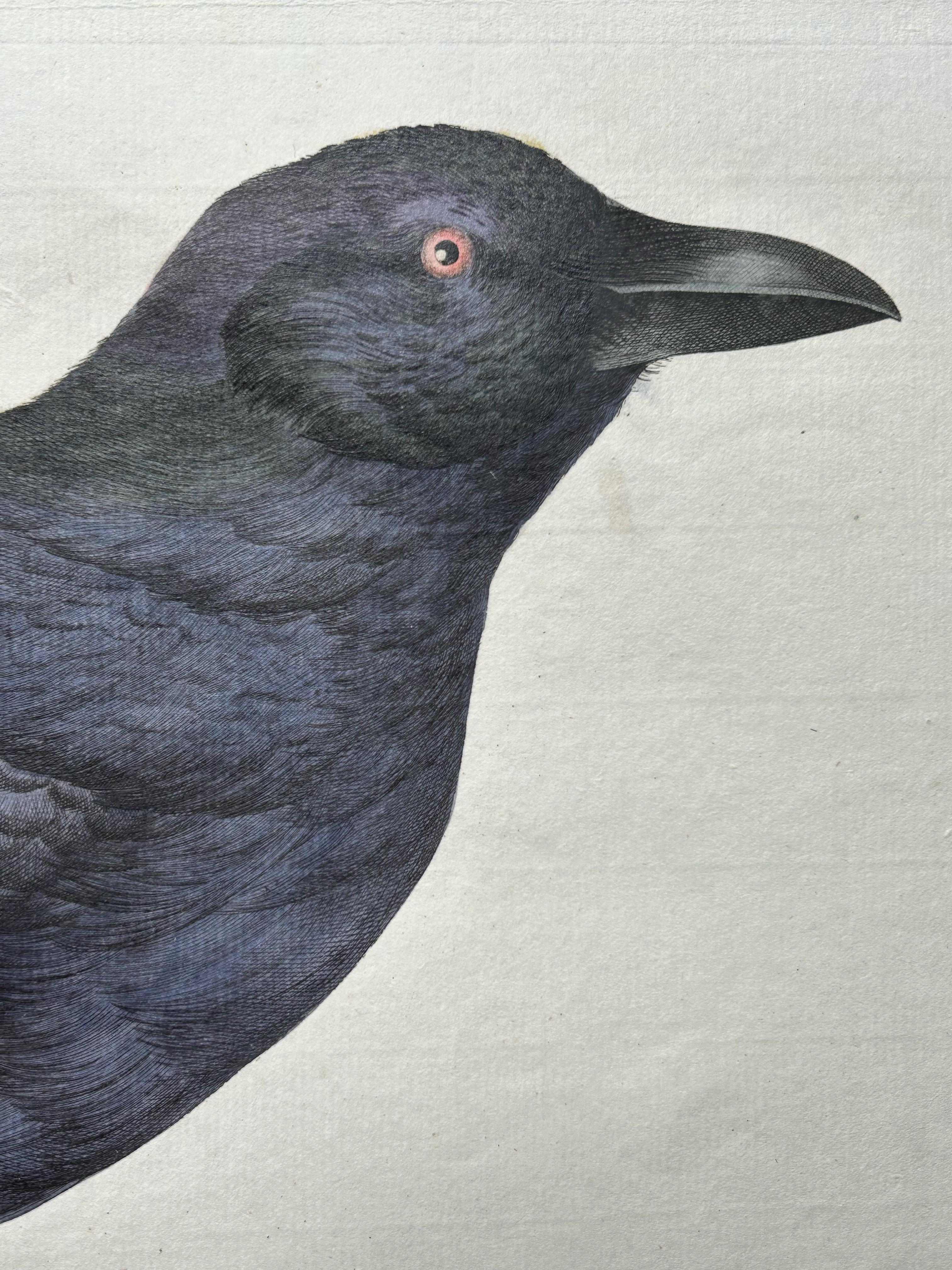 crow pictures to print
