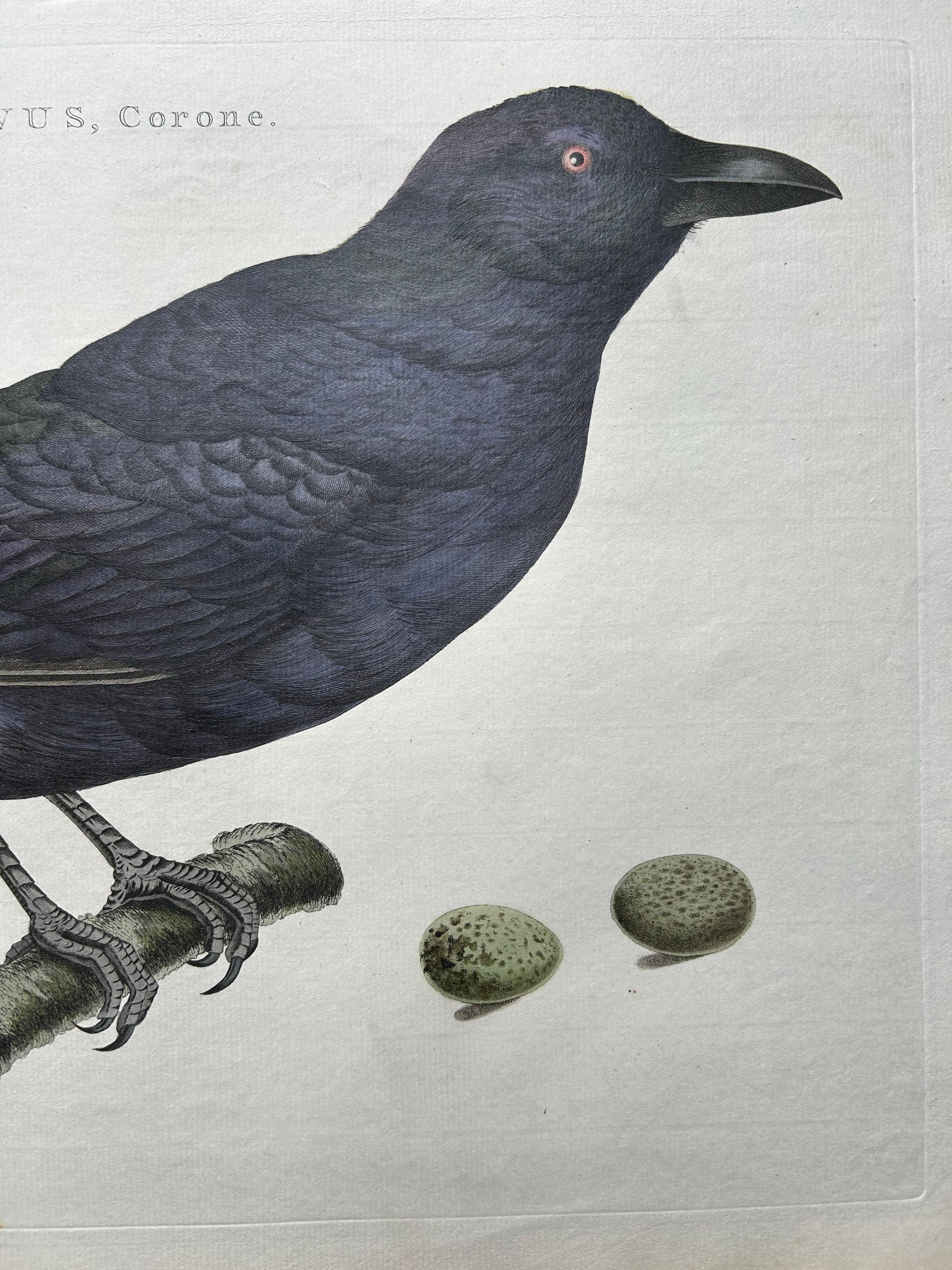 vintage bird prints