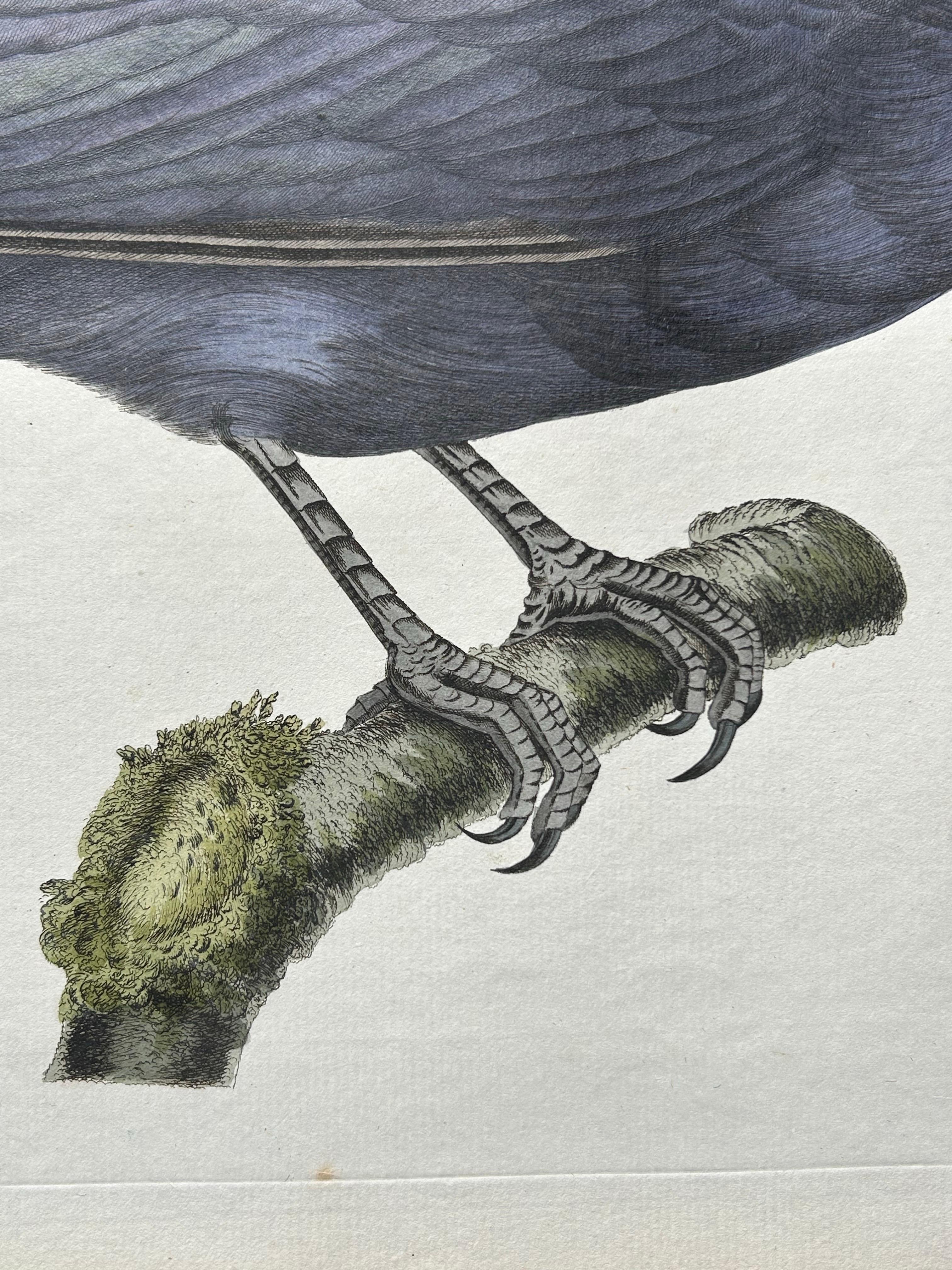 Engraved Carrion Crow with Eggs – Hand-Coloured Engraving from Nozeman, 1797 For Sale