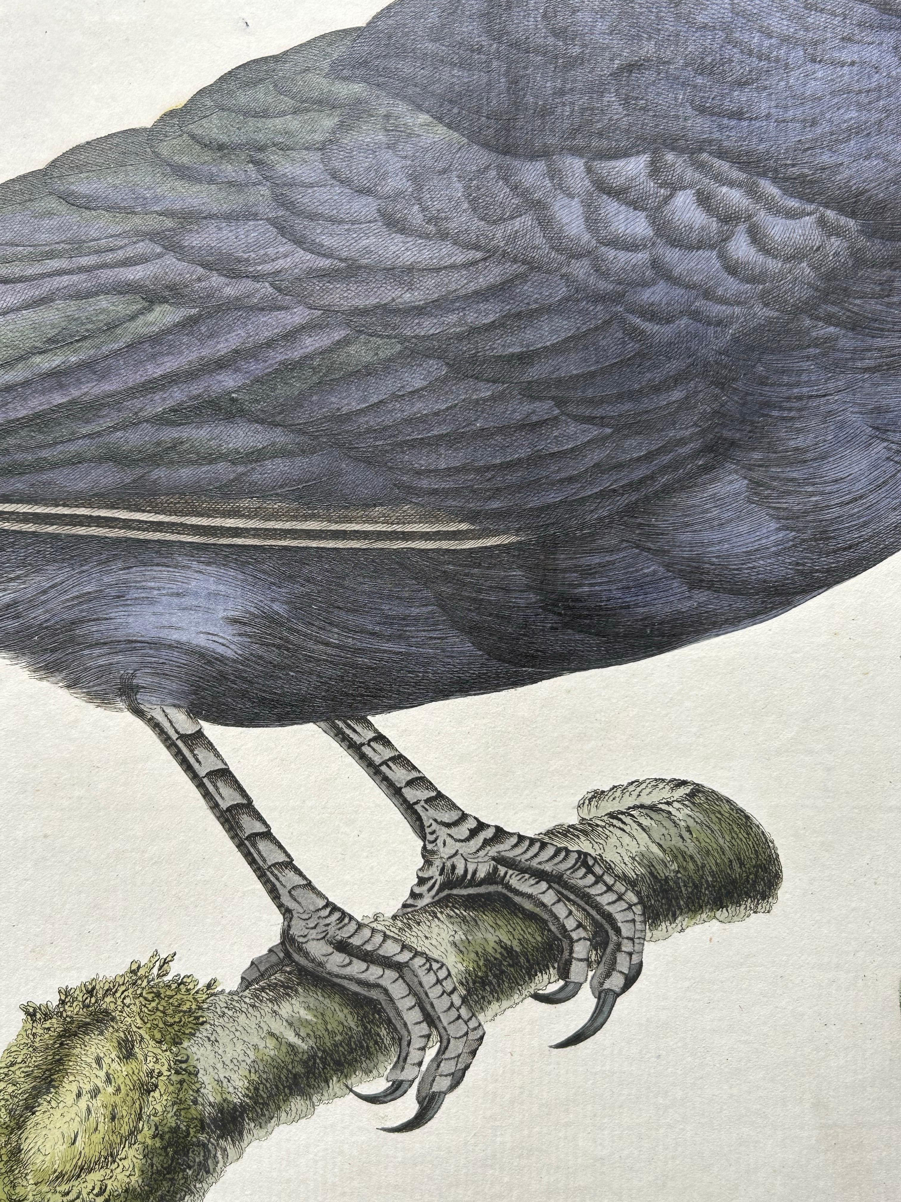 Carrion Crow with Eggs – Hand-Coloured Engraving from Nozeman, 1797 In Good Condition For Sale In Langweer, NL