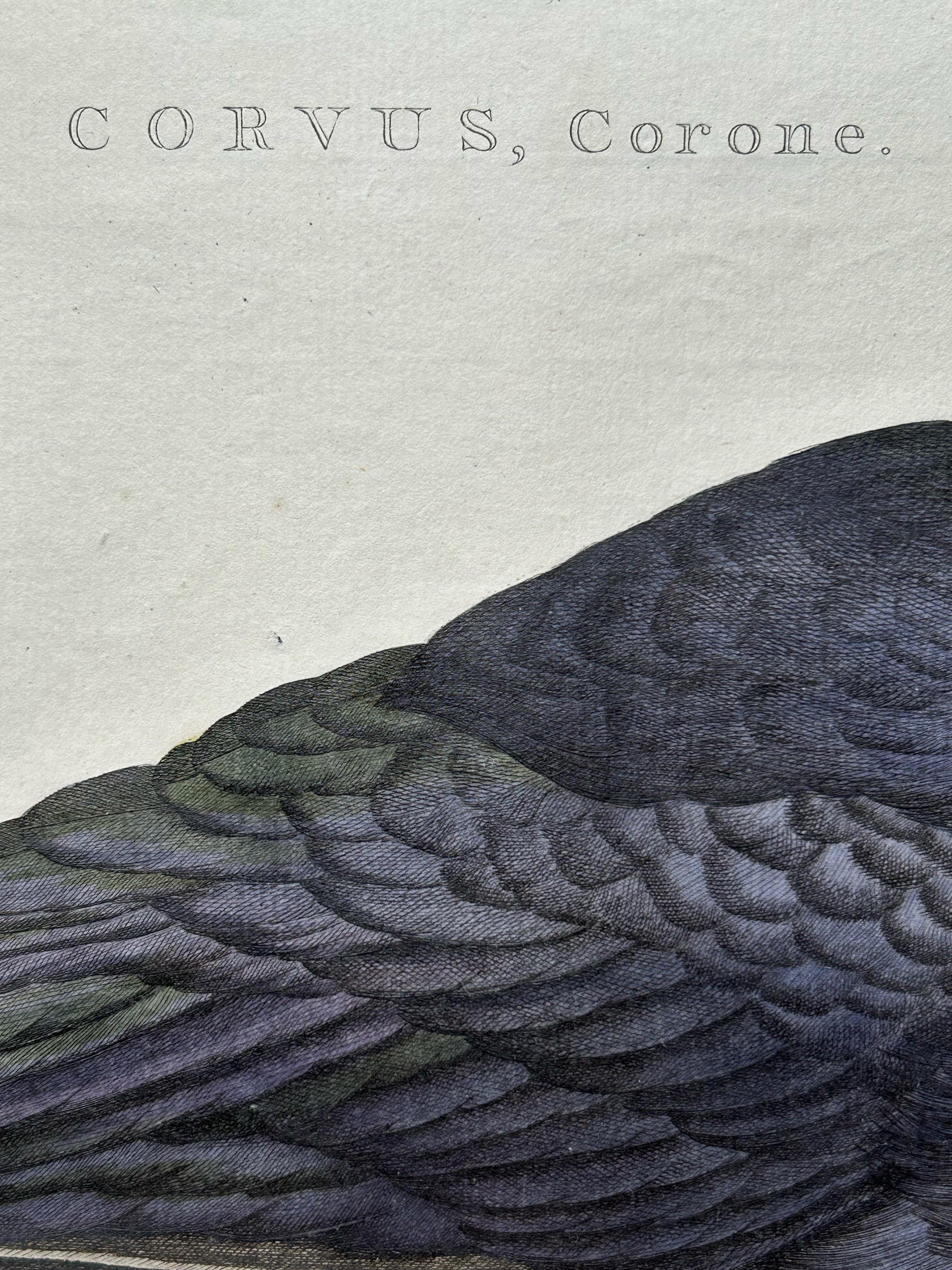 18th Century Carrion Crow with Eggs – Hand-Coloured Engraving from Nozeman, 1797 For Sale