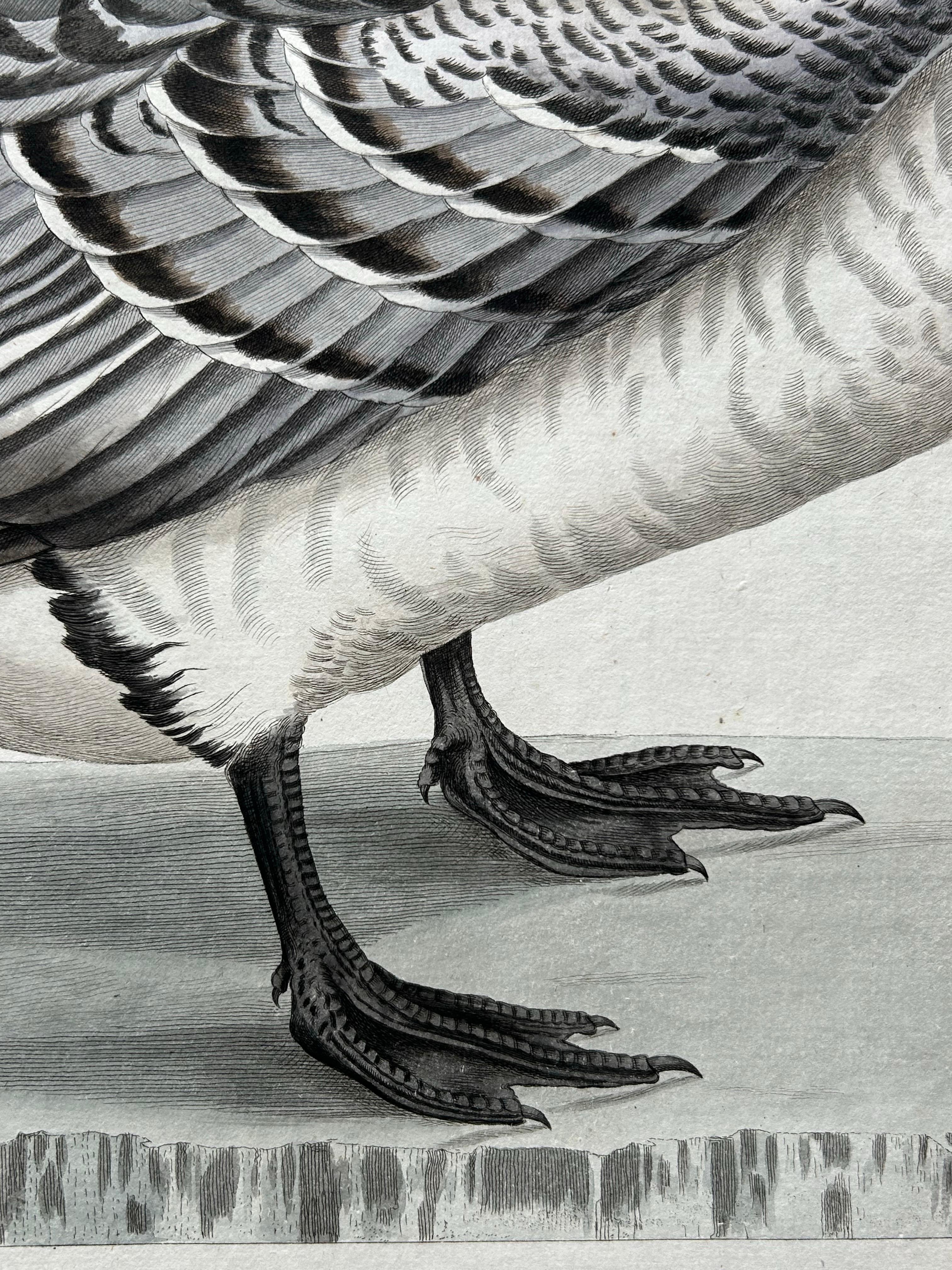 Gravé Impression oiseau ancienne de l'oie Barnacle par Sepp & Nozeman, 1797 en vente