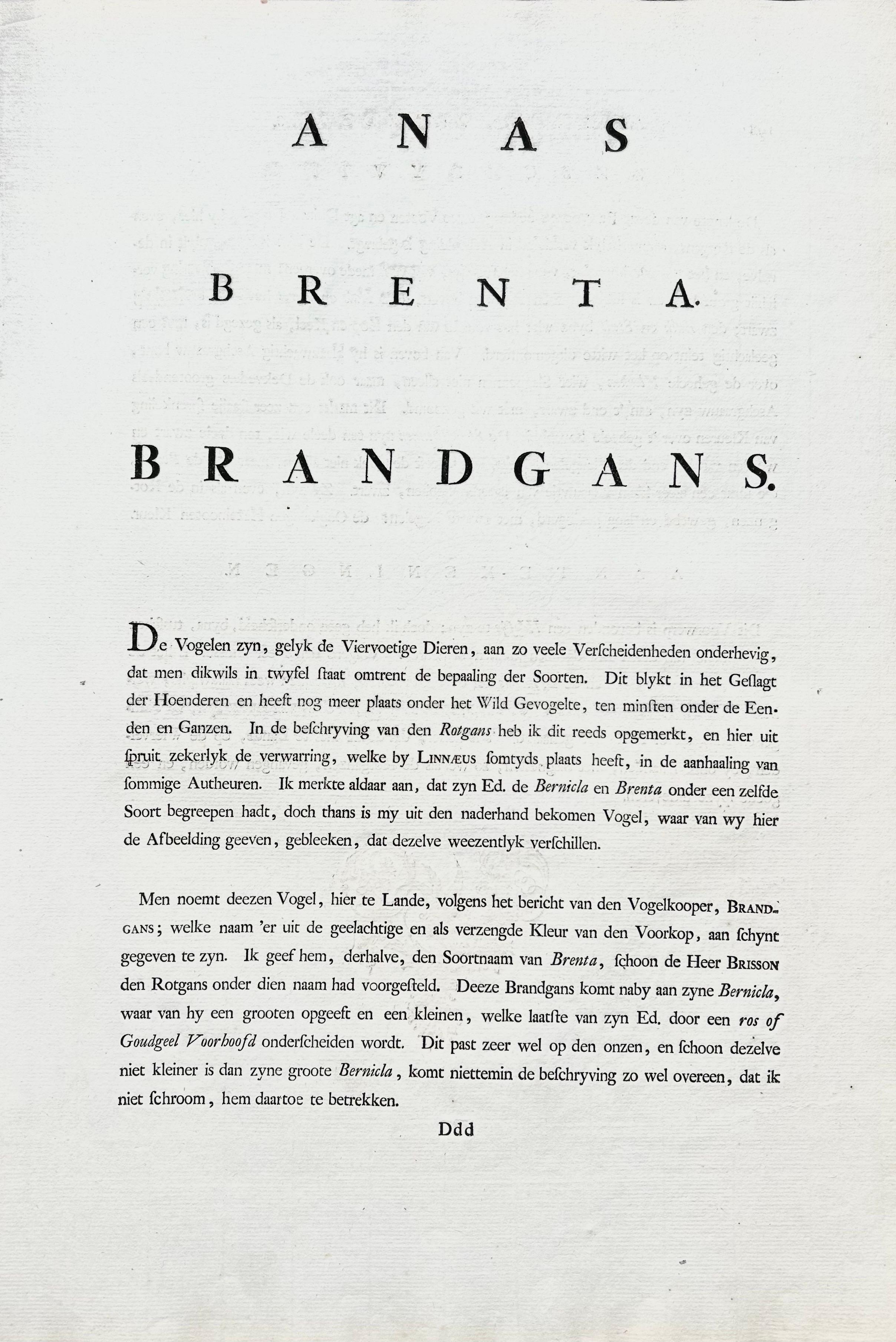 Impression oiseau ancienne de l'oie Barnacle par Sepp & Nozeman, 1797 en vente 3