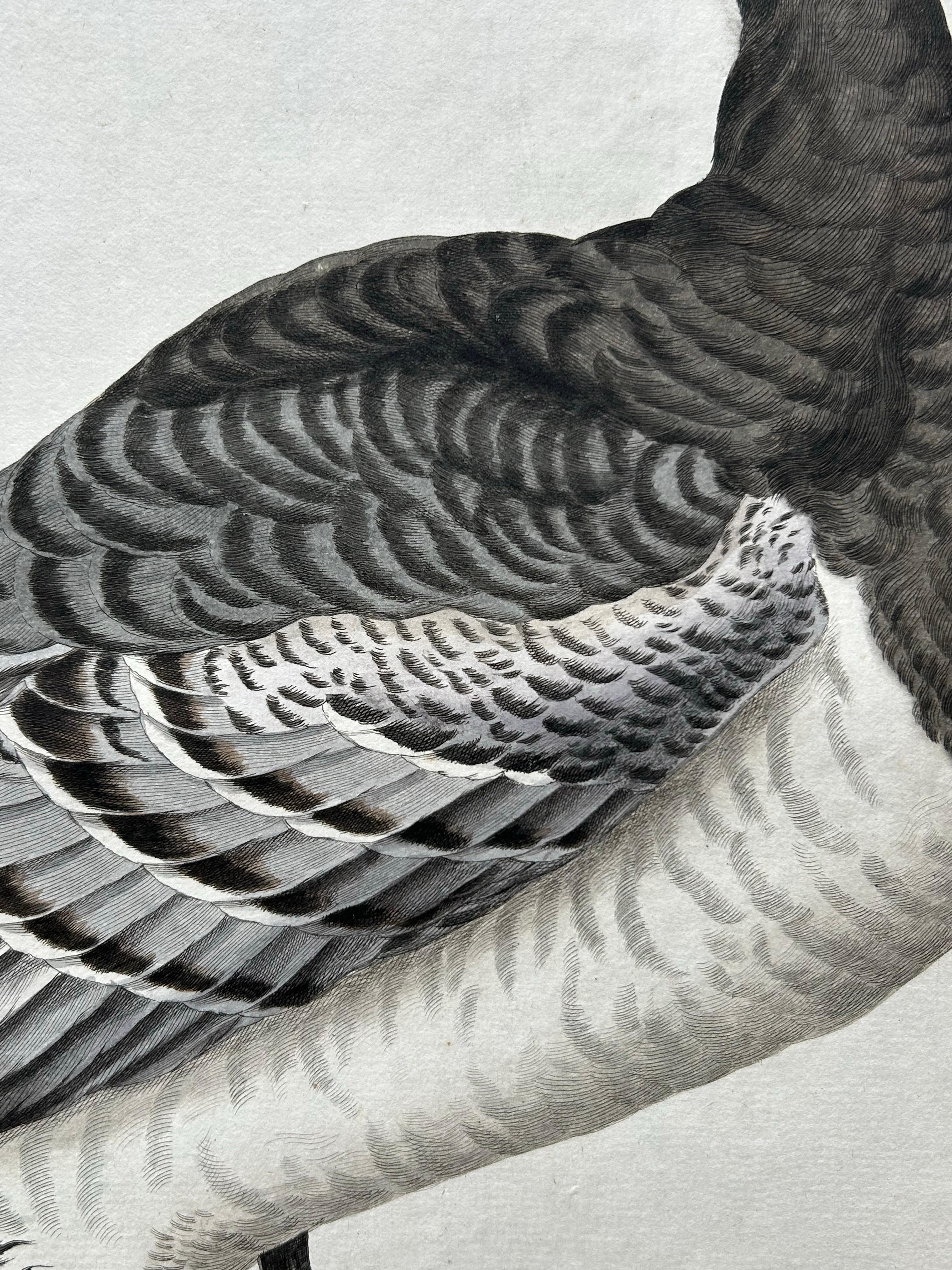 XVIIIe siècle Impression oiseau ancienne de l'oie Barnacle par Sepp & Nozeman, 1797 en vente