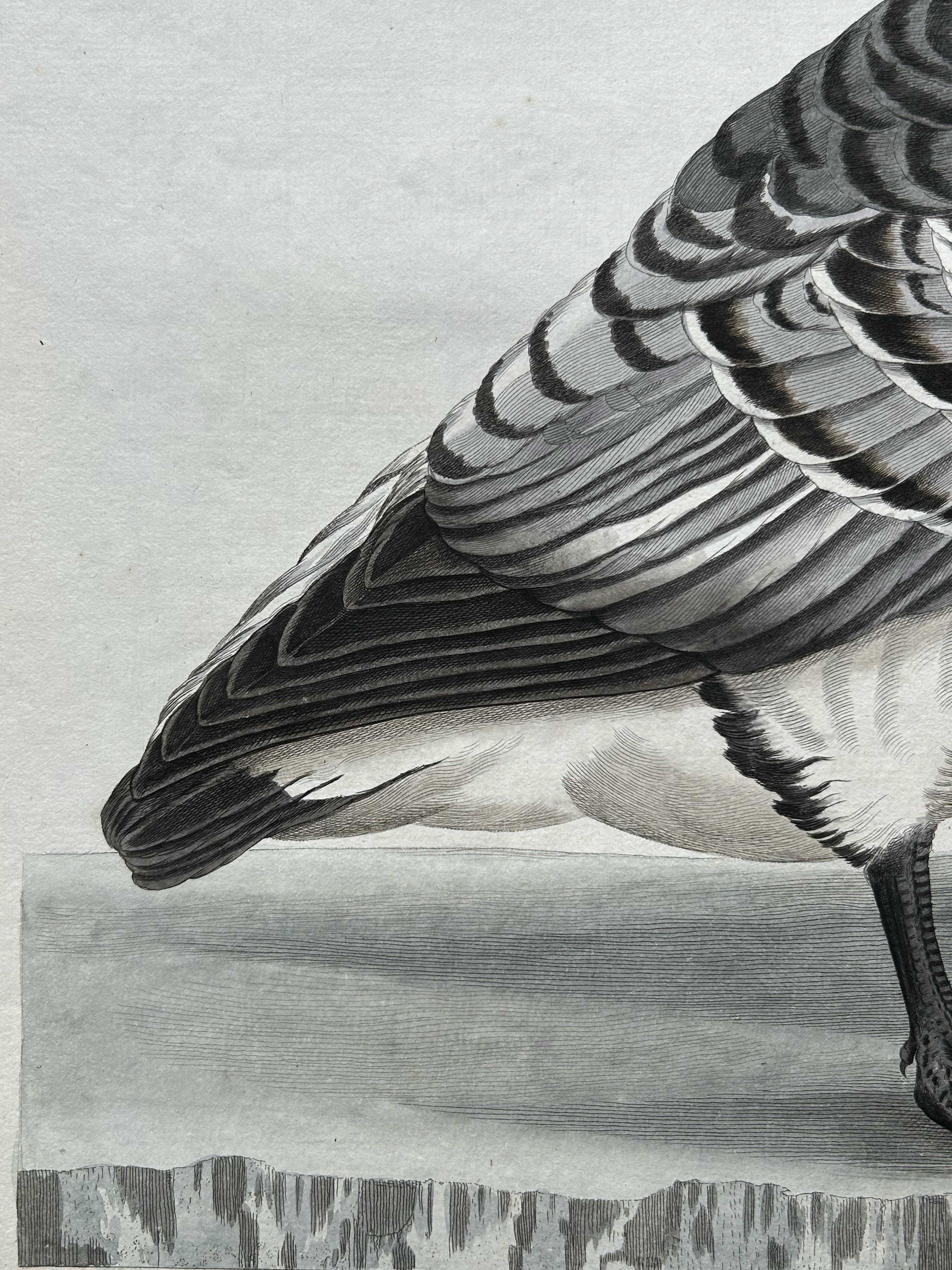 Impression oiseau ancienne de l'oie Barnacle par Sepp & Nozeman, 1797 en vente 1