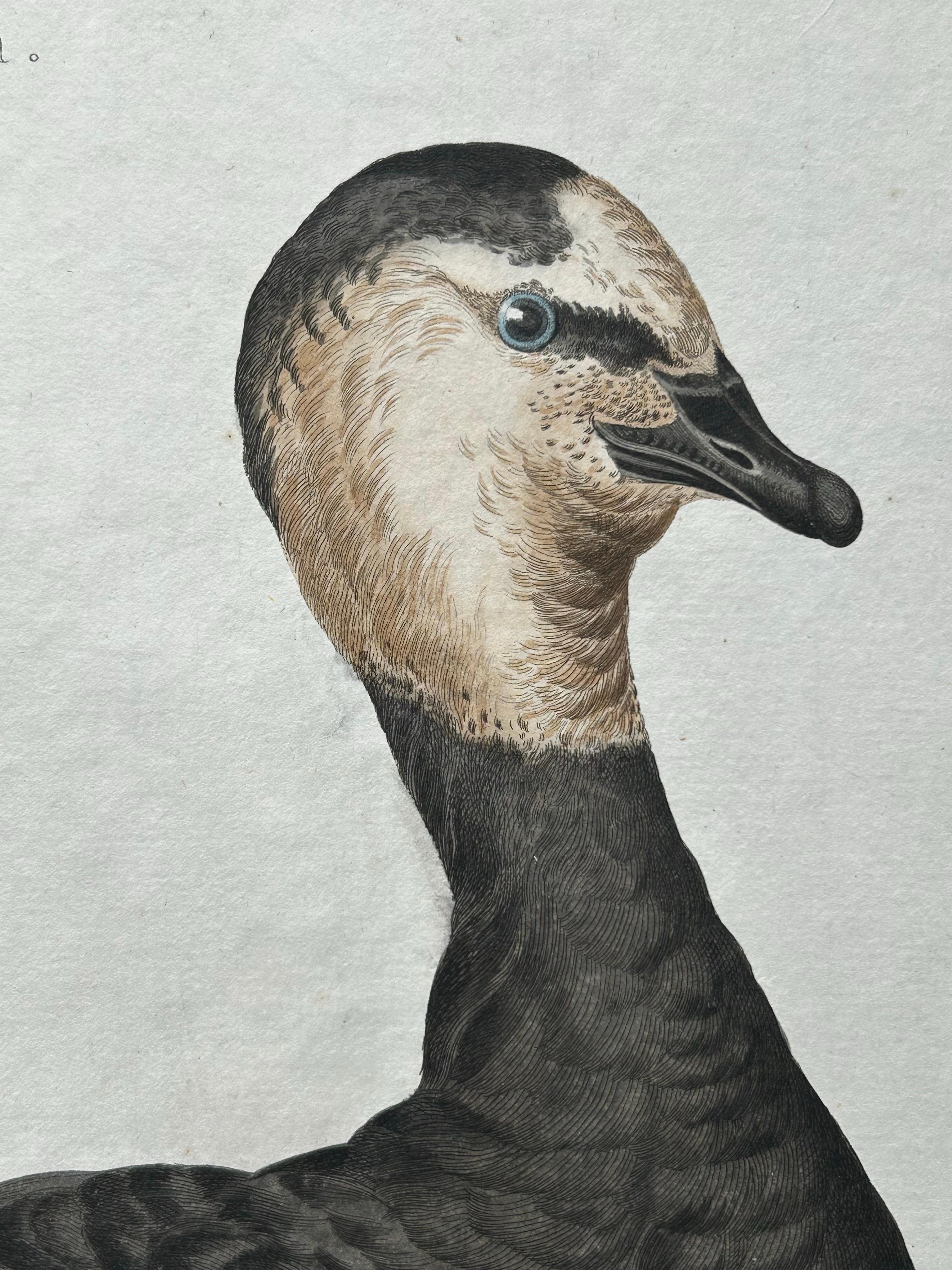 Impression oiseau ancienne de l'oie Barnacle par Sepp & Nozeman, 1797 en vente 2