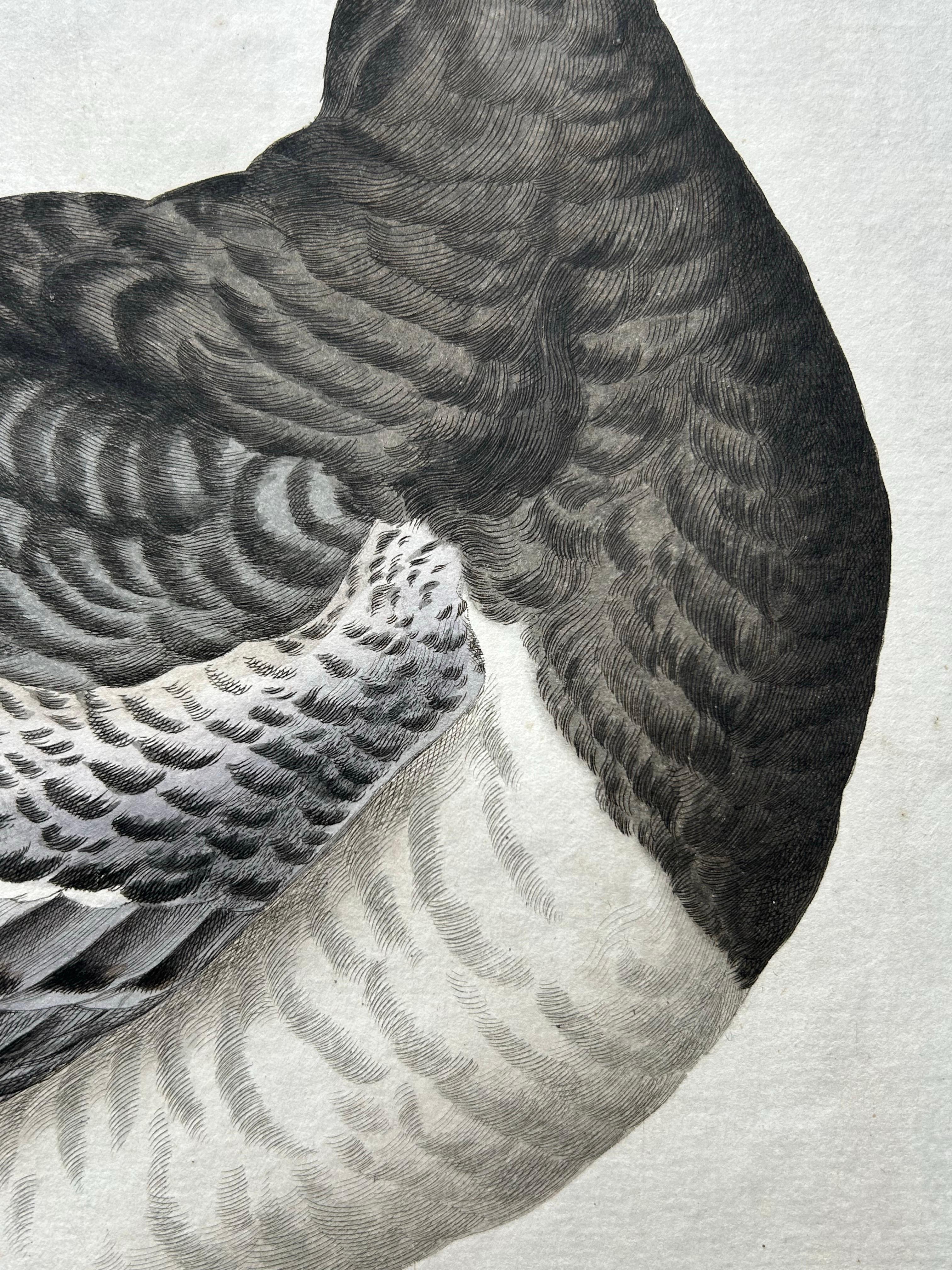 Impression oiseau ancienne de l'oie Barnacle par Sepp & Nozeman, 1797 Bon état - En vente à Langweer, NL