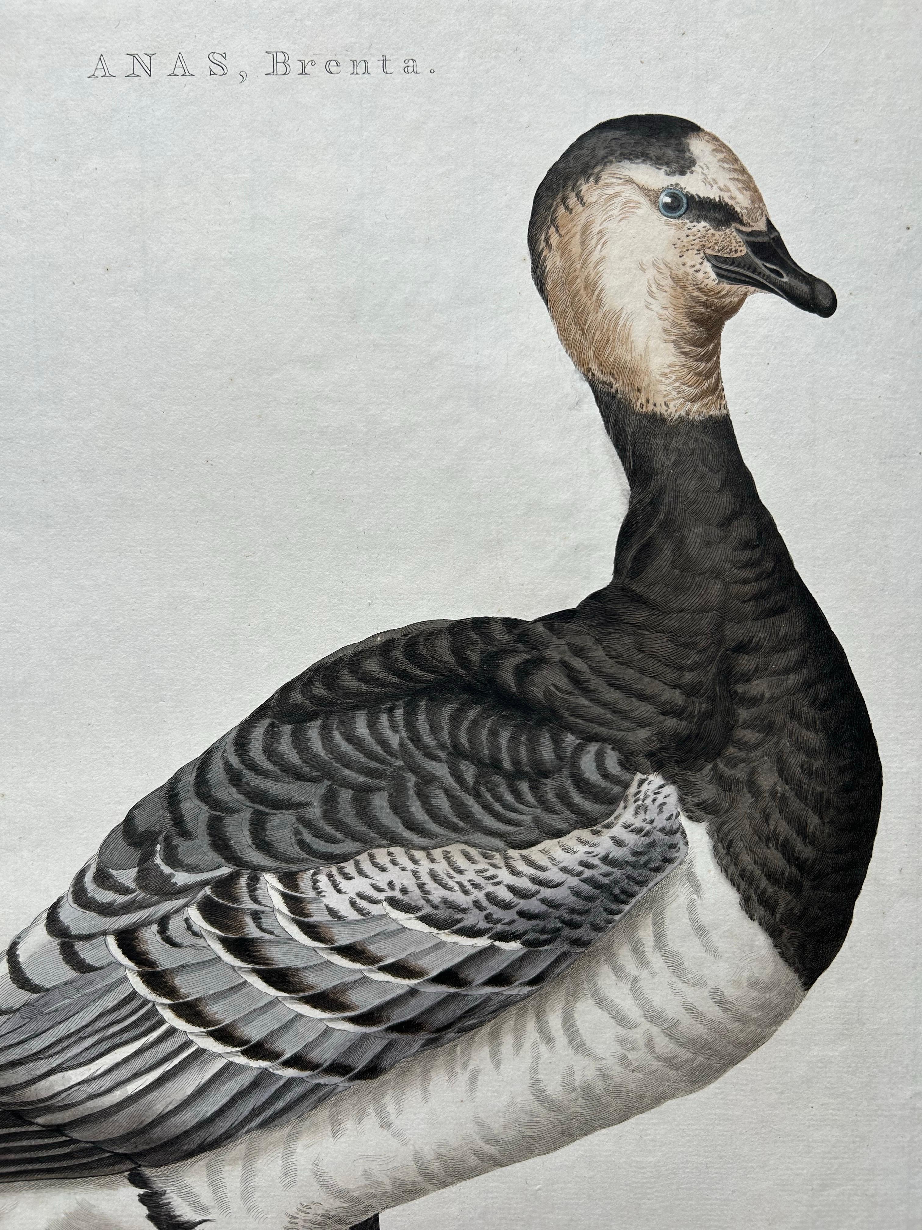 Papier Impression oiseau ancienne de l'oie Barnacle par Sepp & Nozeman, 1797 en vente