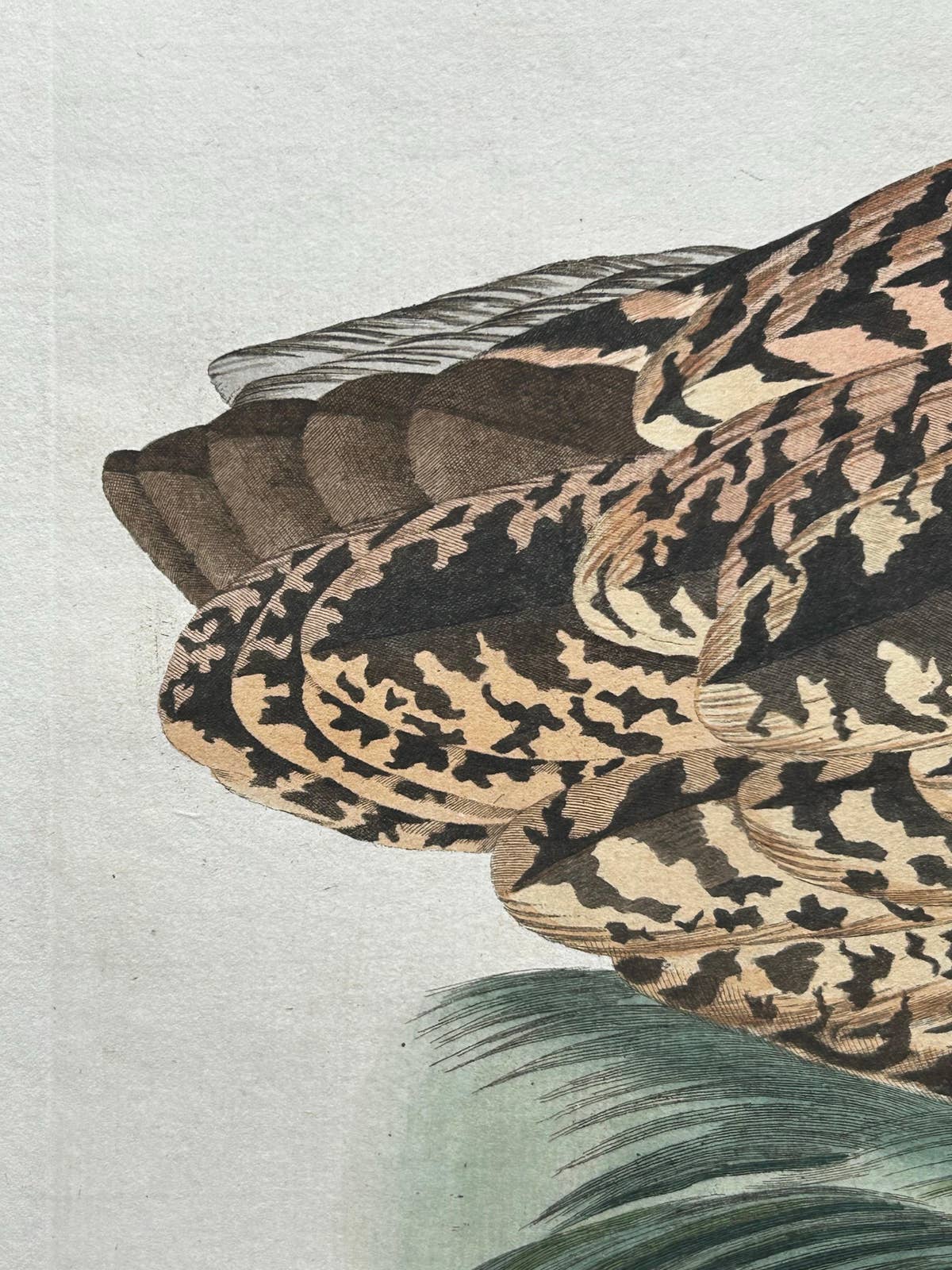 Ardea Stellaris Rufa – Eurasian Bittern from Nederlandsche Vogelen, 1809