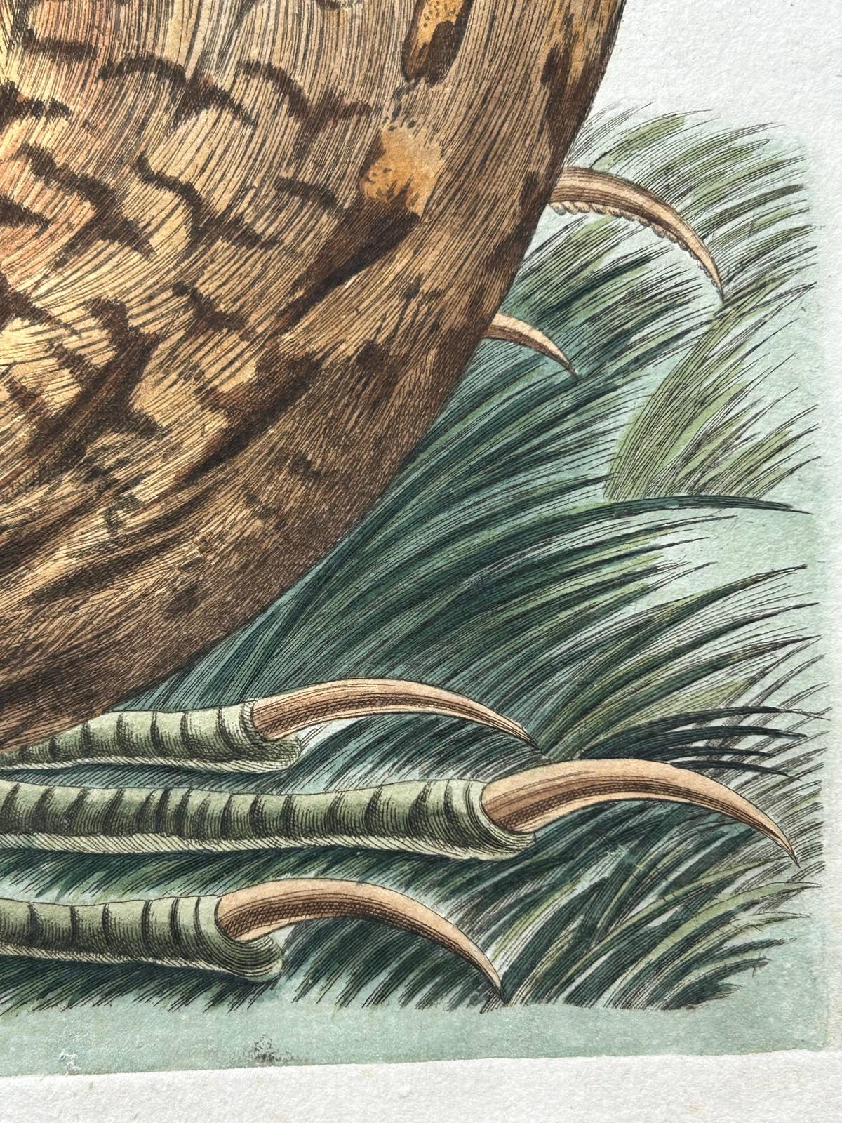 Ardea Stellaris Rufa – Eurasian Bittern from Nederlandsche Vogelen, 1809