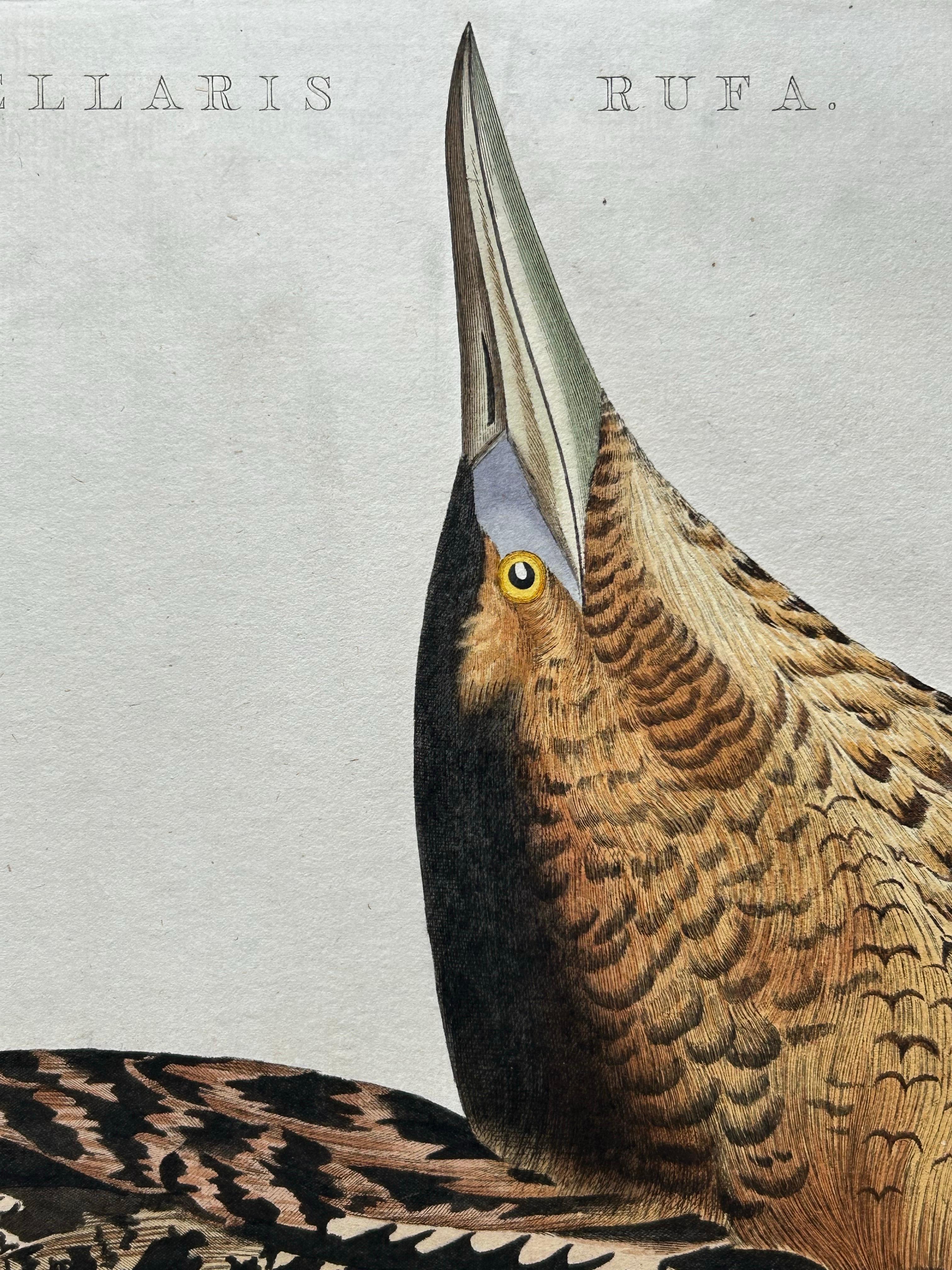 19th Century Ardea Stellaris Rufa – Eurasian Bittern from Nederlandsche Vogelen, 1809 For Sale