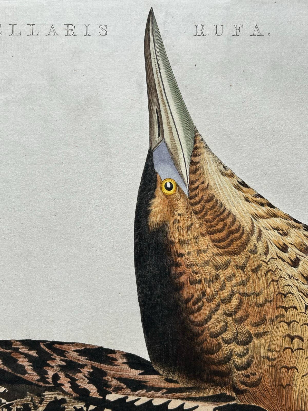 Ardea Stellaris Rufa – Eurasian Bittern from Nederlandsche Vogelen, 1809