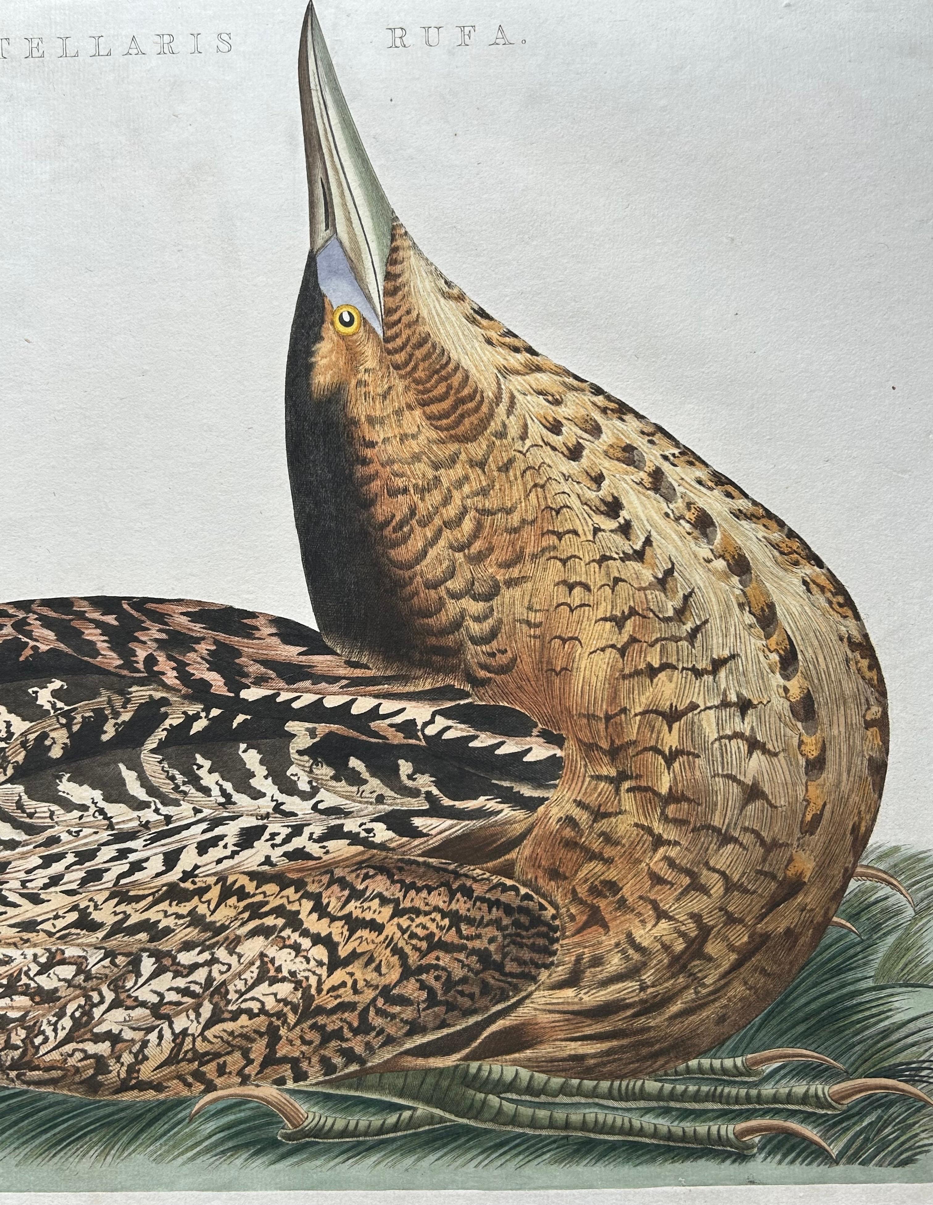 Ardea Stellaris Rufa – Eurasian Bittern from Nederlandsche Vogelen, 1809 In Good Condition For Sale In Langweer, NL