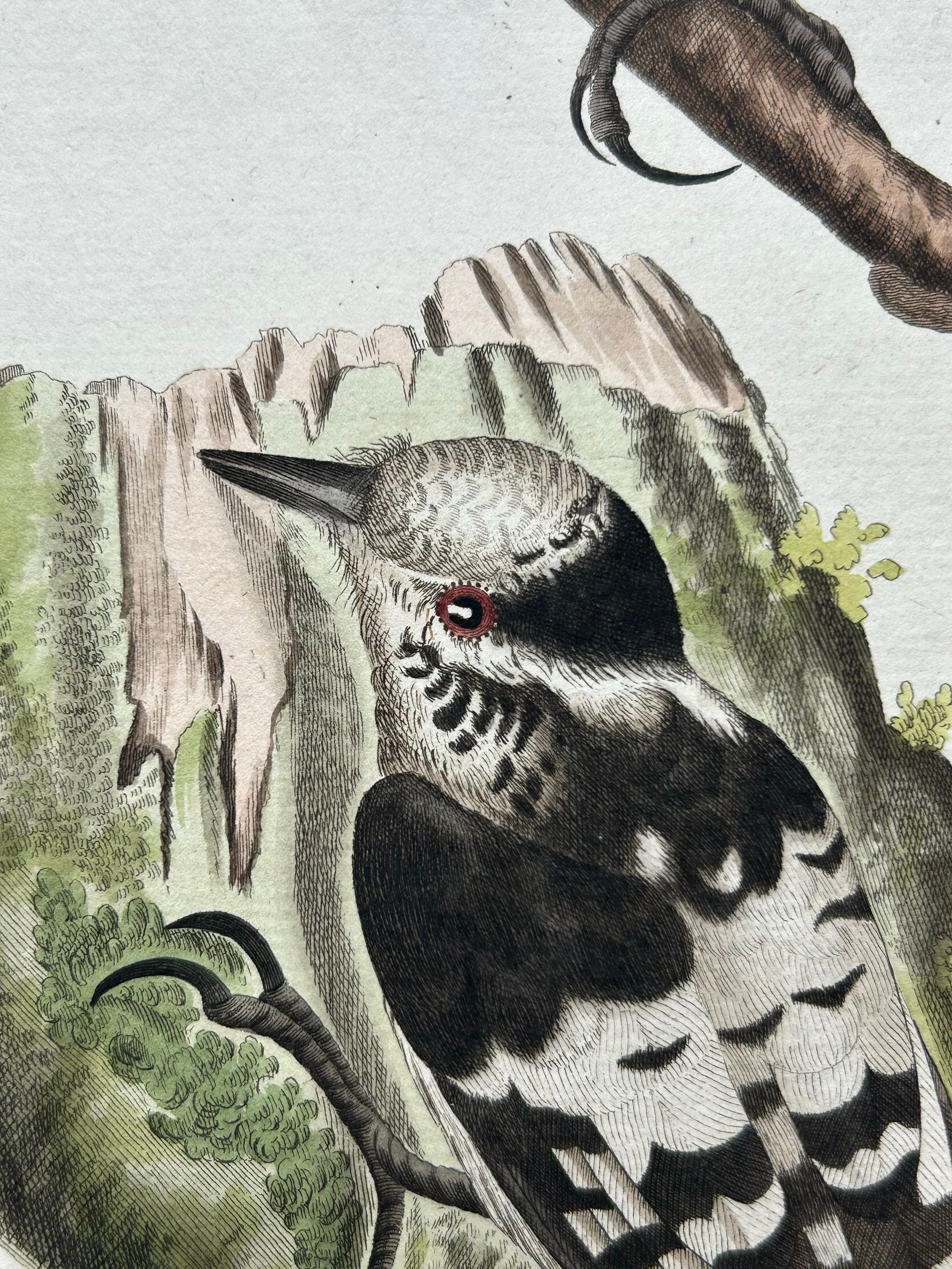 Lesser Spotted Woodpecker – Picus Varius Minor, c.1809 For Sale 1