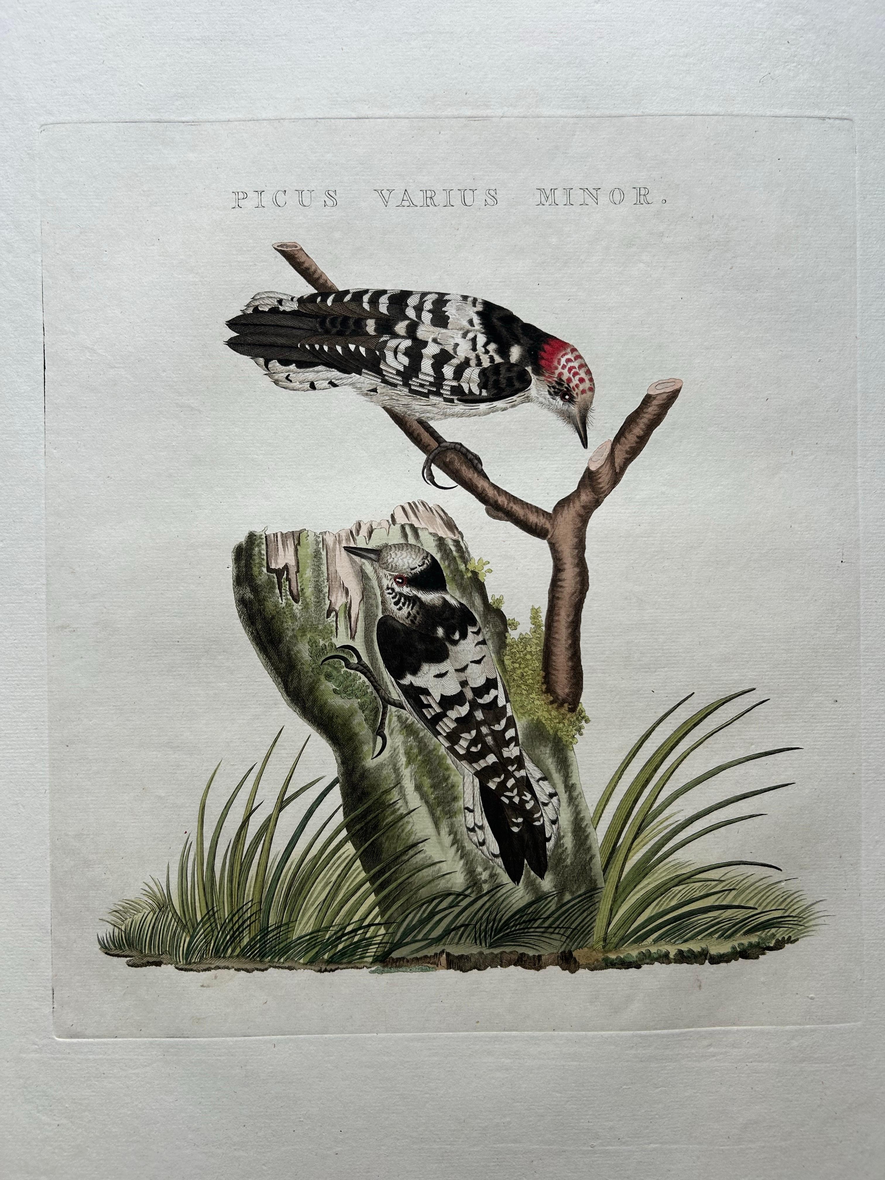 Dutch Lesser Spotted Woodpecker – Picus Varius Minor, c.1809 For Sale