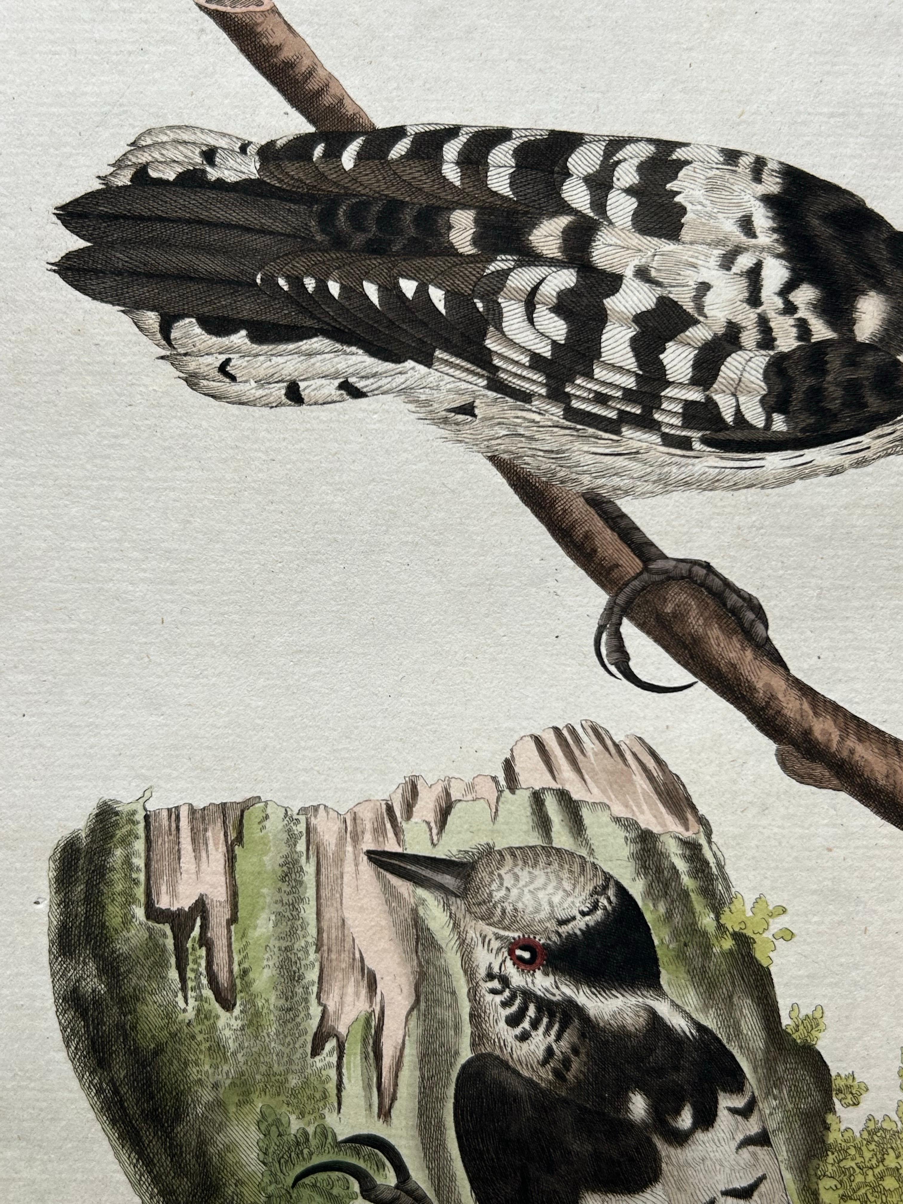 Lesser Spotted Woodpecker – Picus Varius Minor, c.1809 In Good Condition For Sale In Langweer, NL