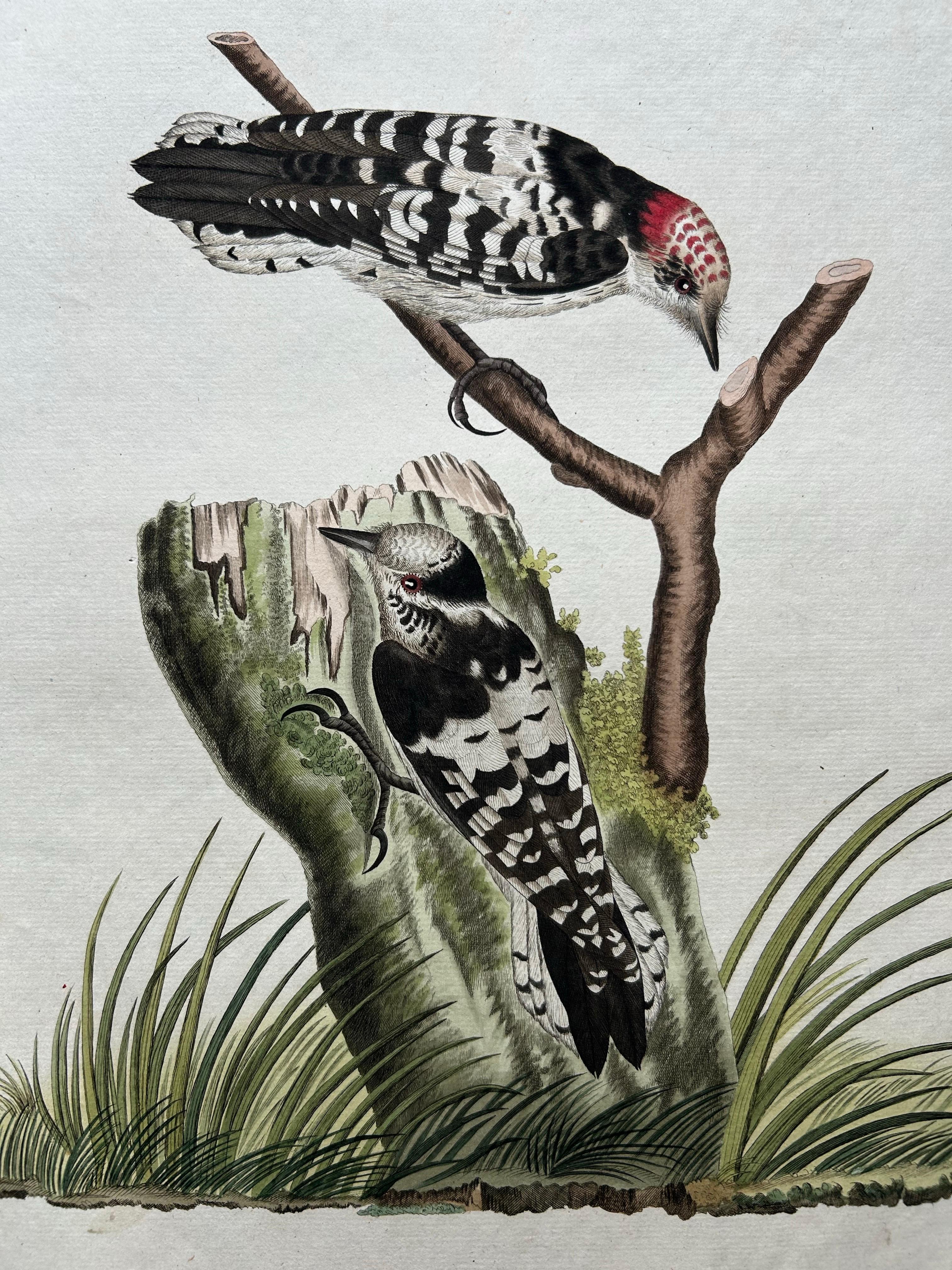 19th Century Lesser Spotted Woodpecker �– Picus Varius Minor, c.1809 For Sale