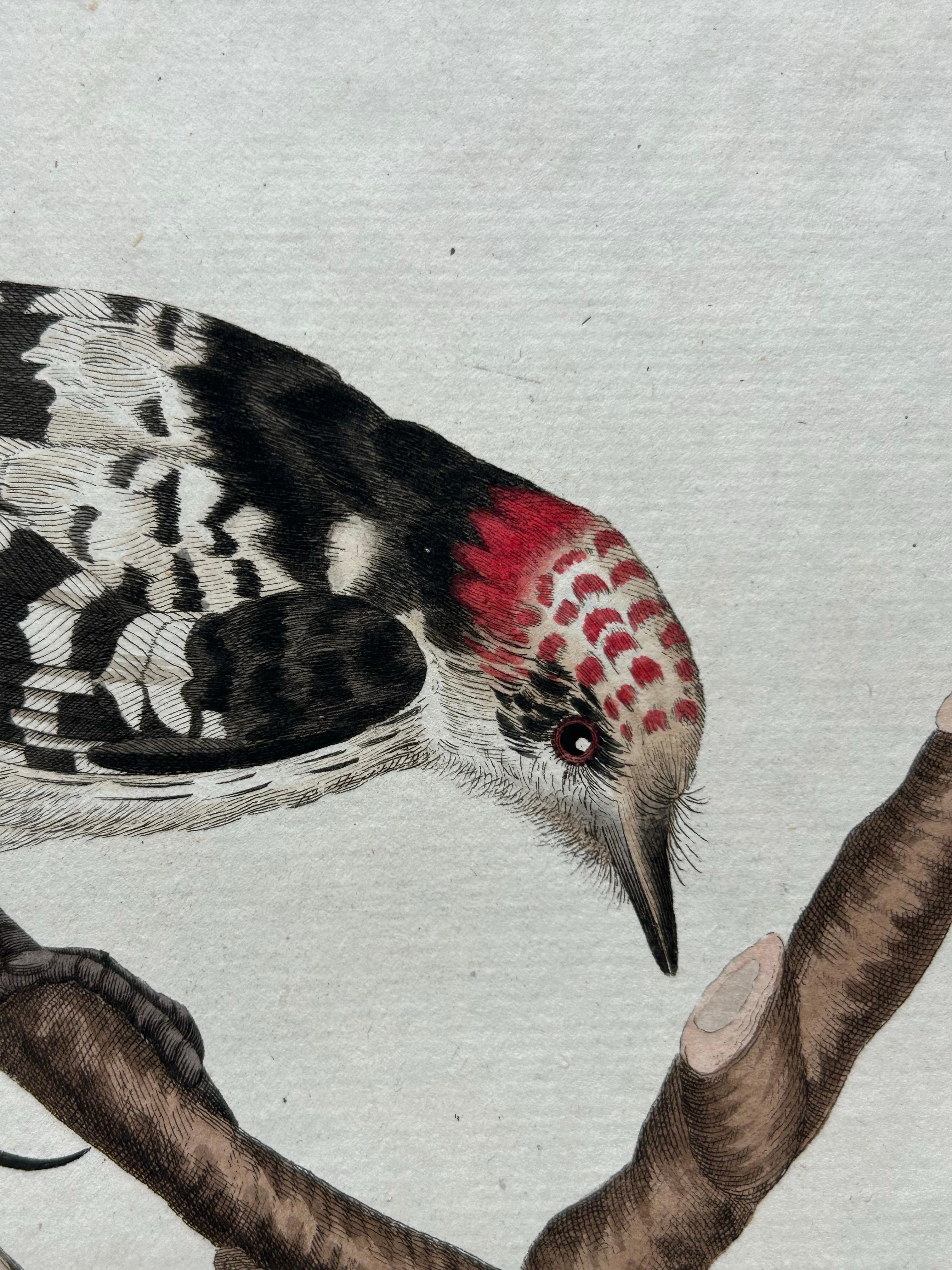 Paper Lesser Spotted Woodpecker – Picus Varius Minor, c.1809 For Sale