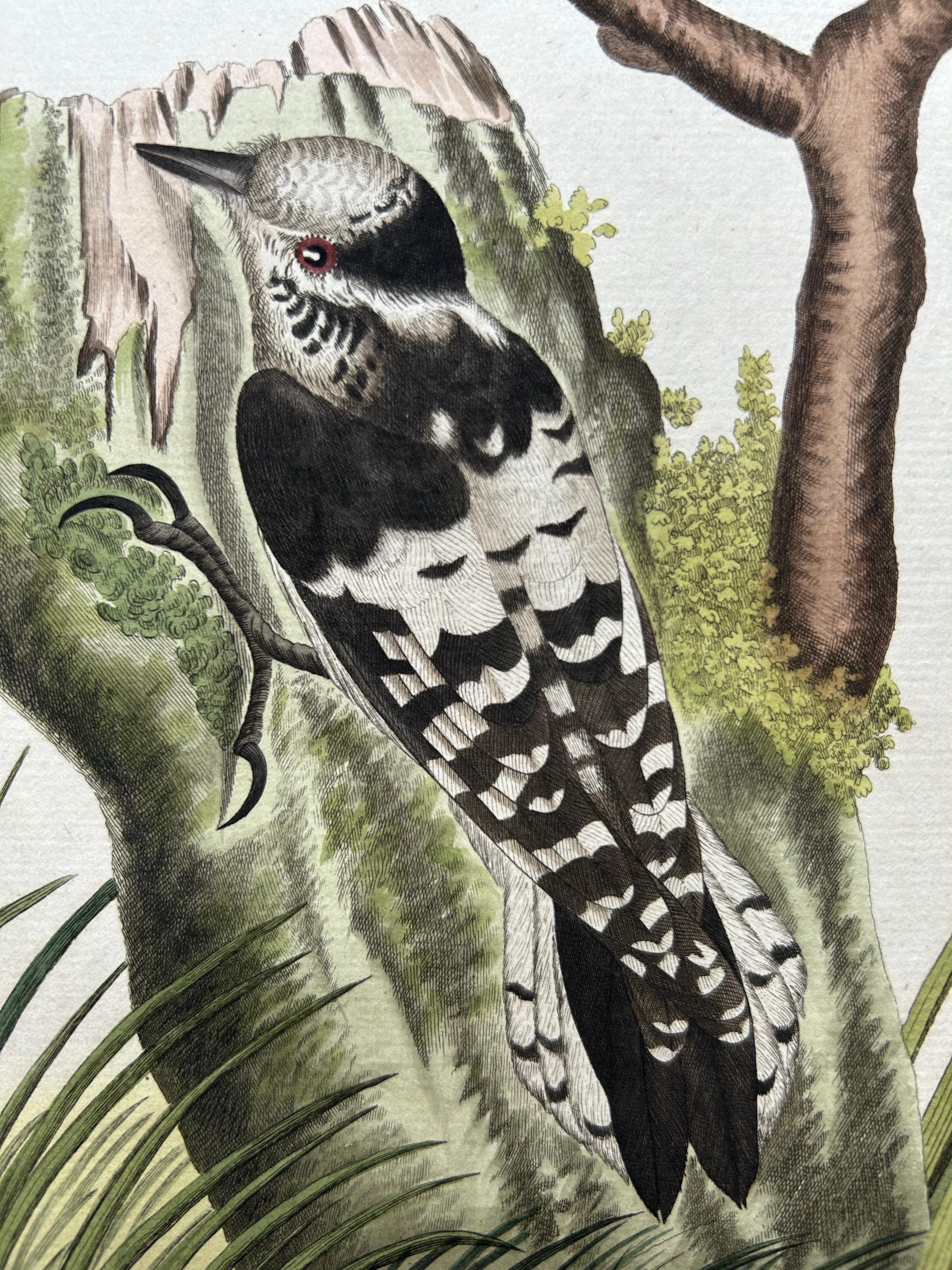 Engraved Lesser Spotted Woodpecker – Picus Varius Minor, c.1809 For Sale