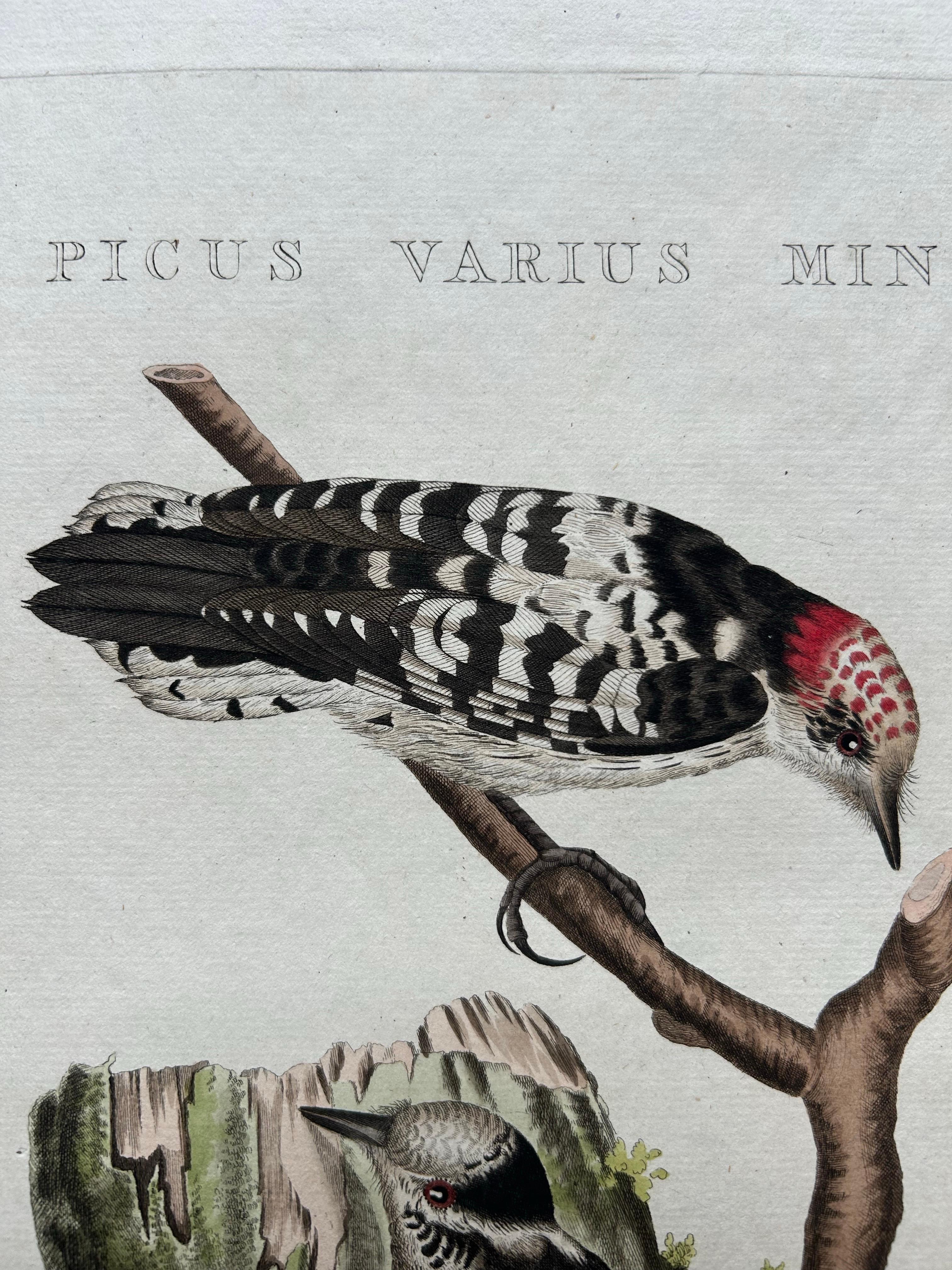 Lesser Spotted Woodpecker – Picus Varius Minor, c.1809 For Sale 2