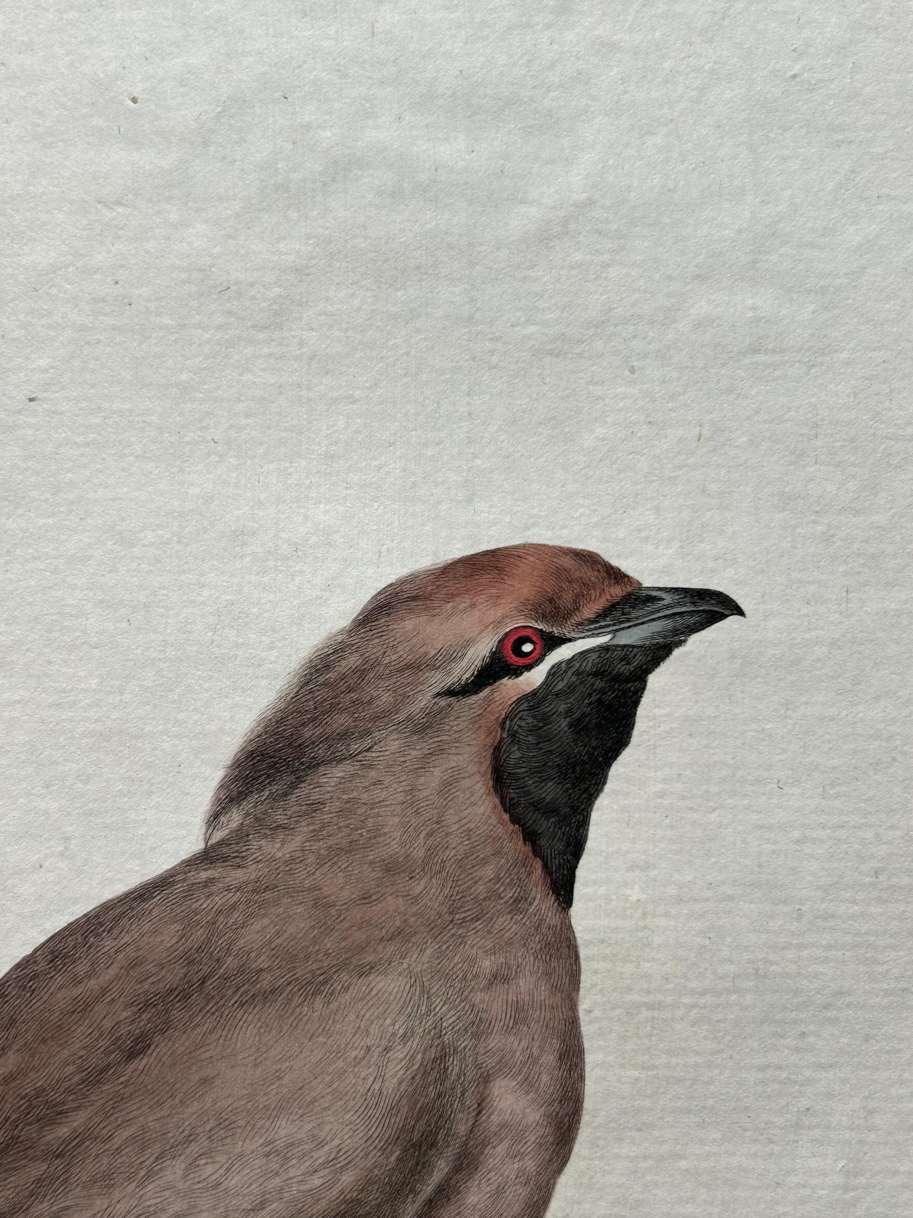 18th Century Bohemian Waxwing – Ampelis Garrulus from Nederlandsche Vogelen, 1797 For Sale