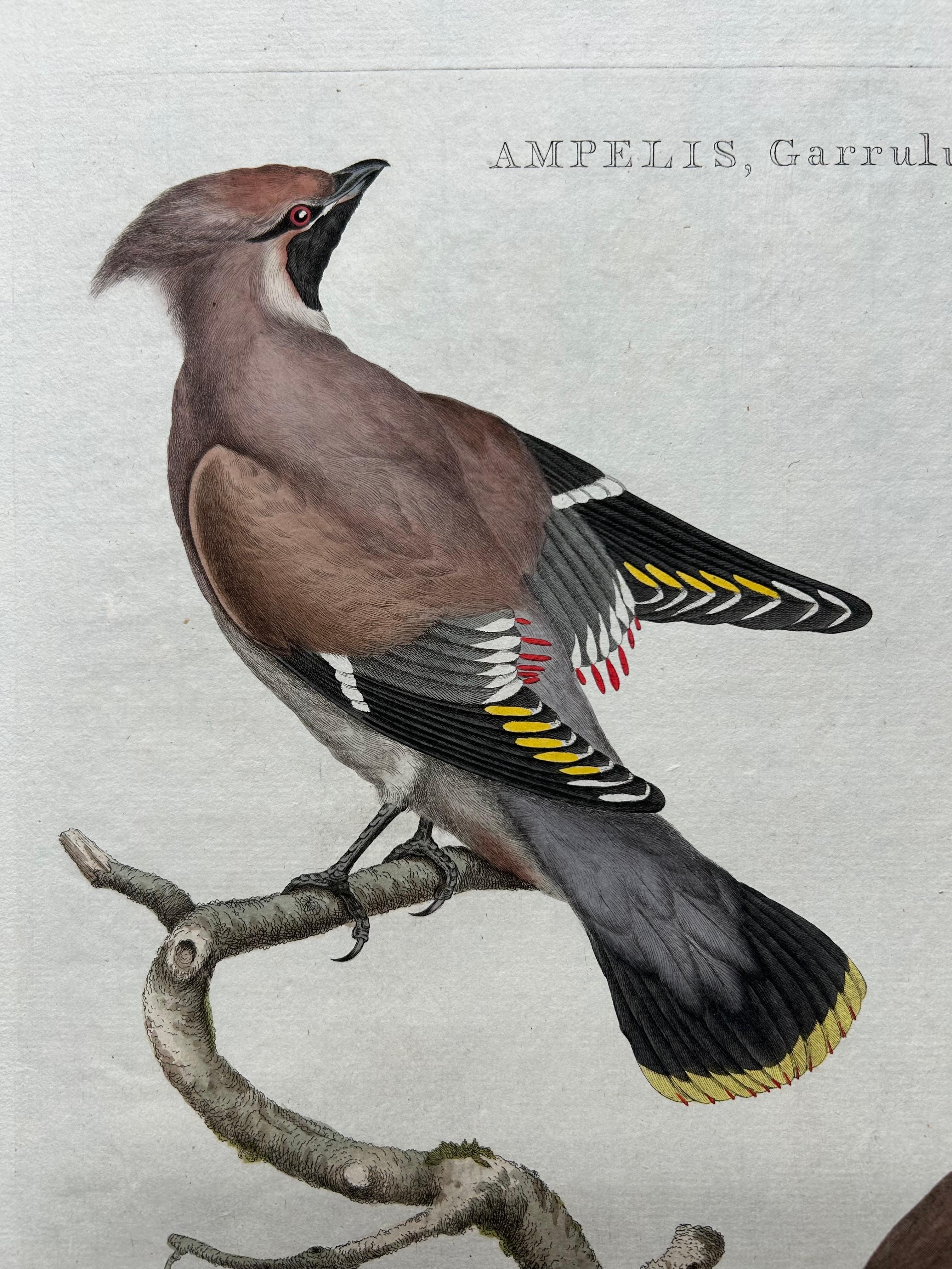 Bohemian Waxwing – Ampelis Garrulus from Nederlandsche Vogelen, 1797 In Good Condition For Sale In Langweer, NL