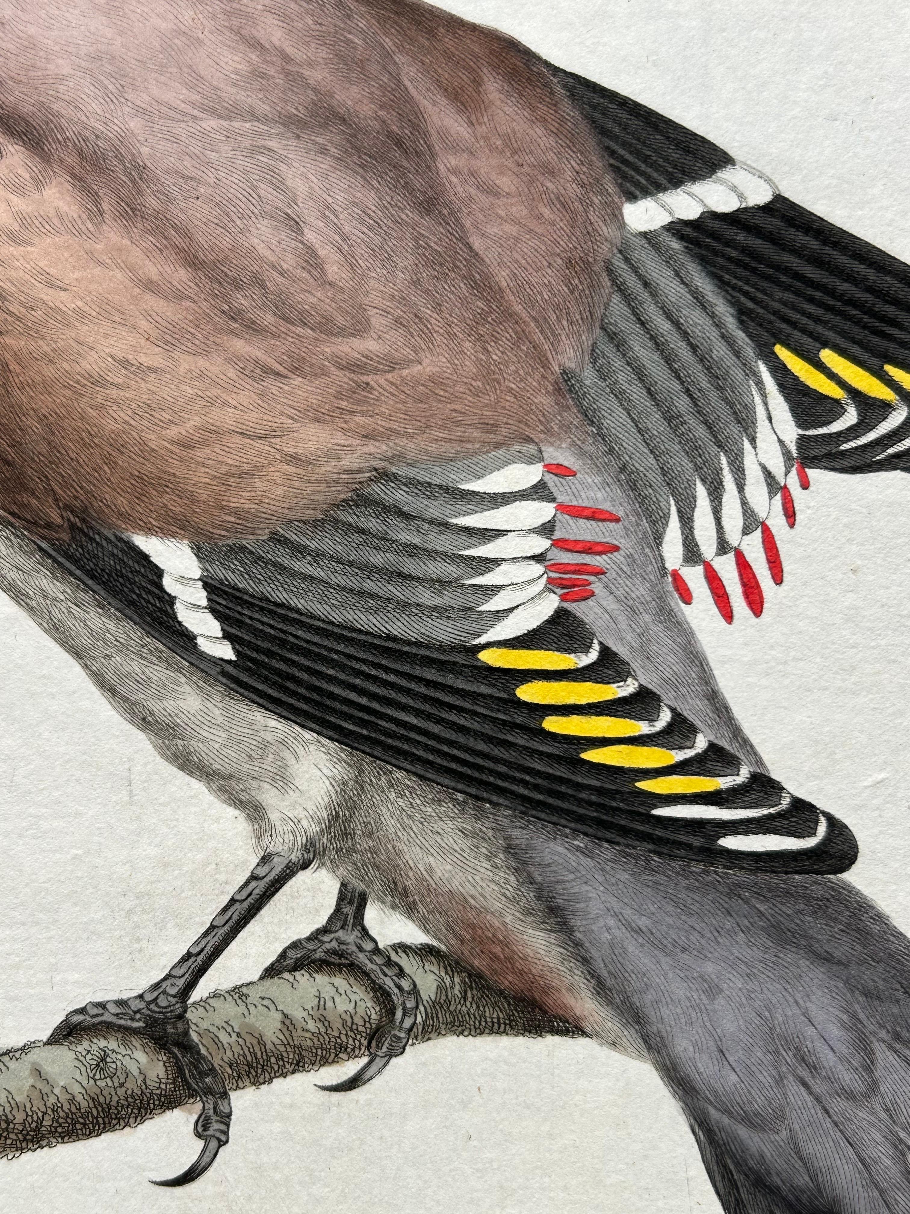 Paper Bohemian Waxwing – Ampelis Garrulus from Nederlandsche Vogelen, 1797 For Sale