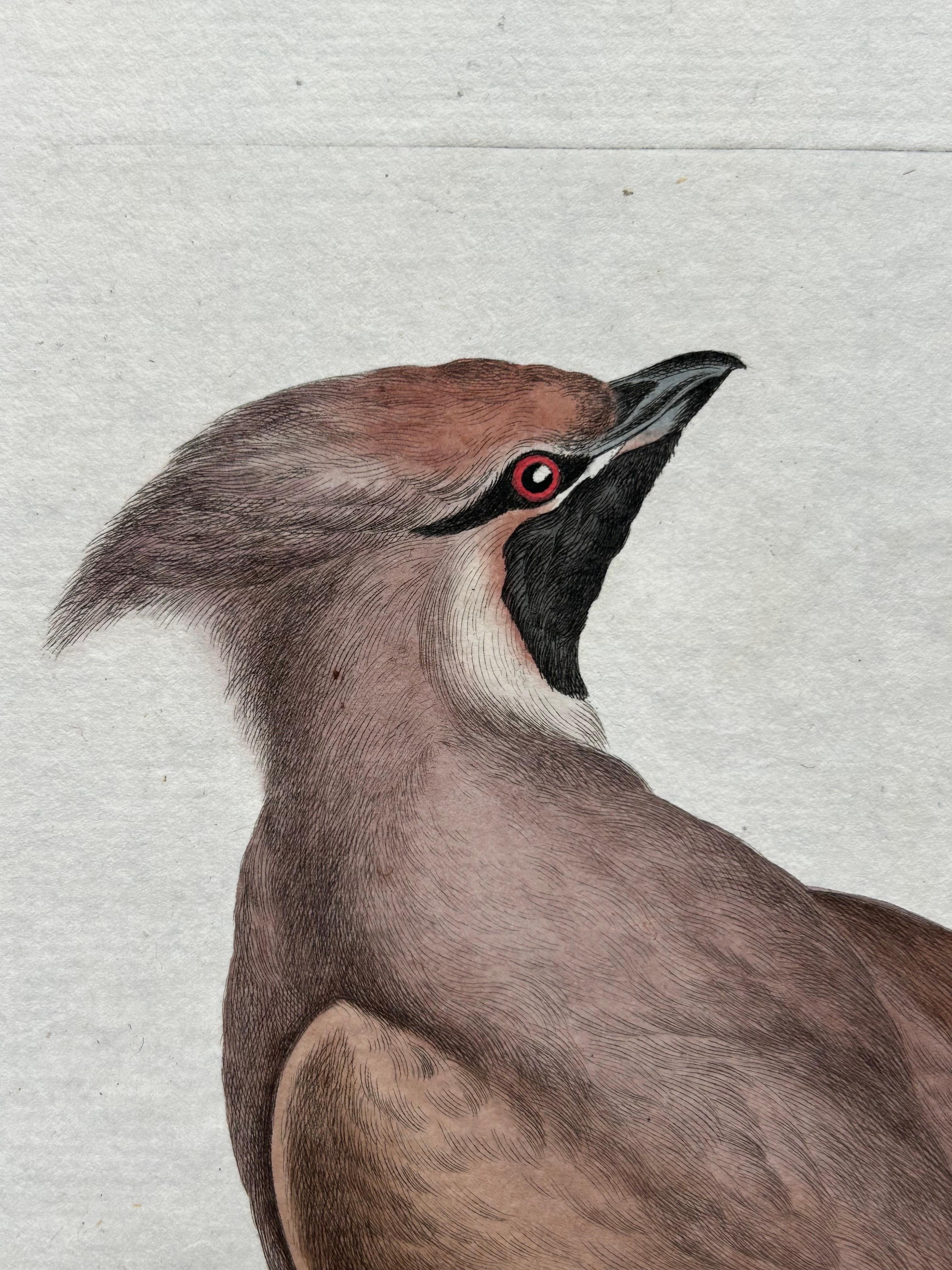 Bohemian Waxwing – Ampelis Garrulus from Nederlandsche Vogelen, 1797 For Sale 1